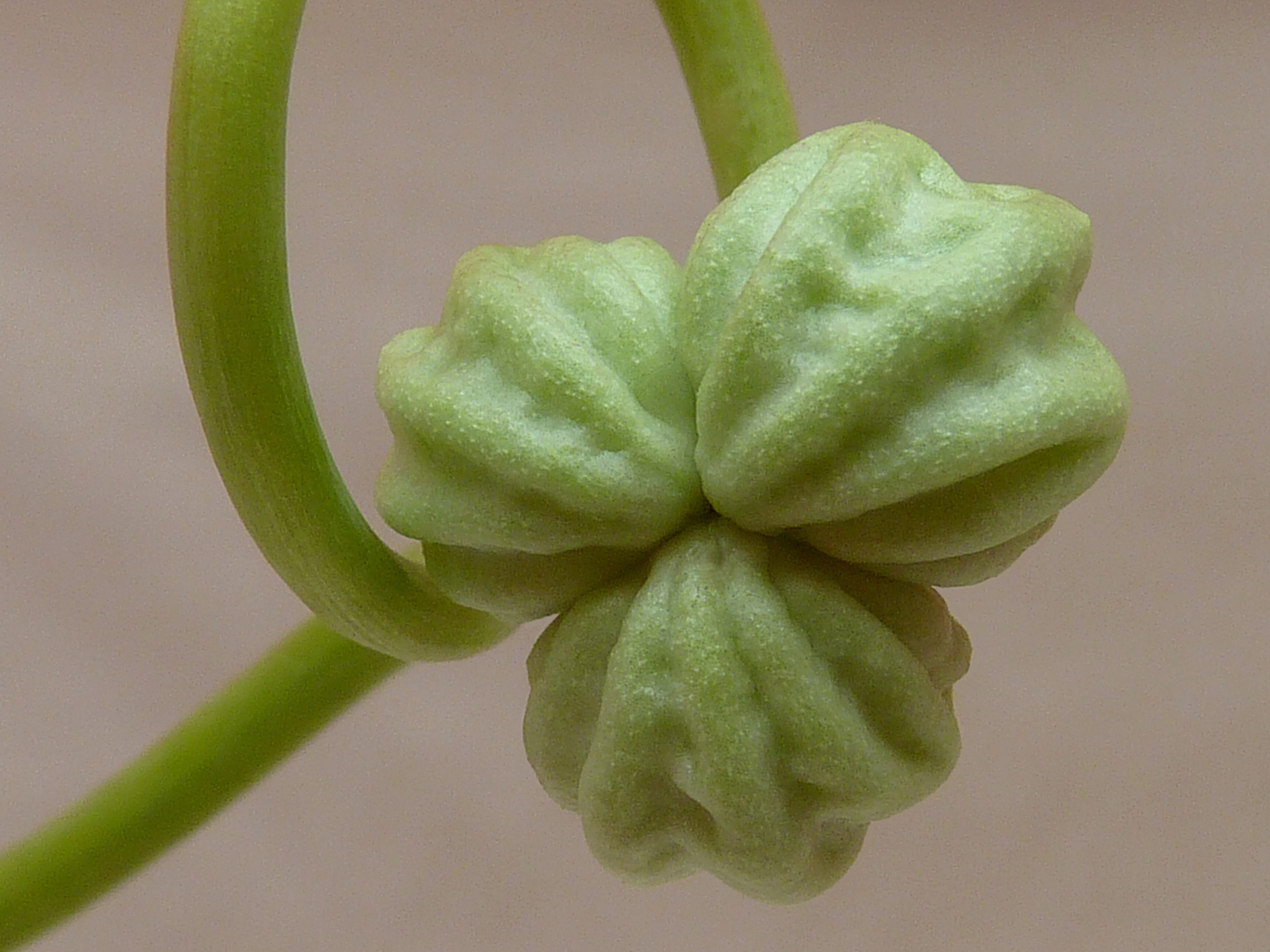 Tropaeolum majus fruit J3