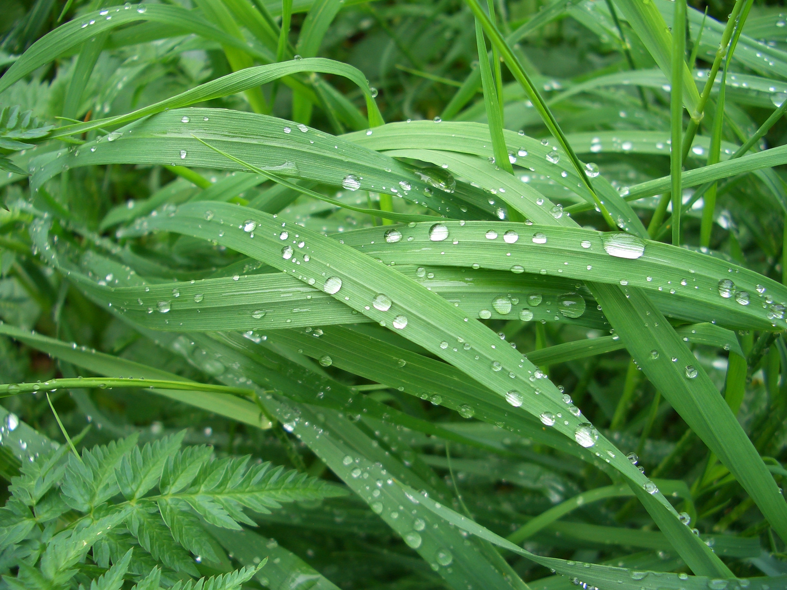 Tropfen auf Gras