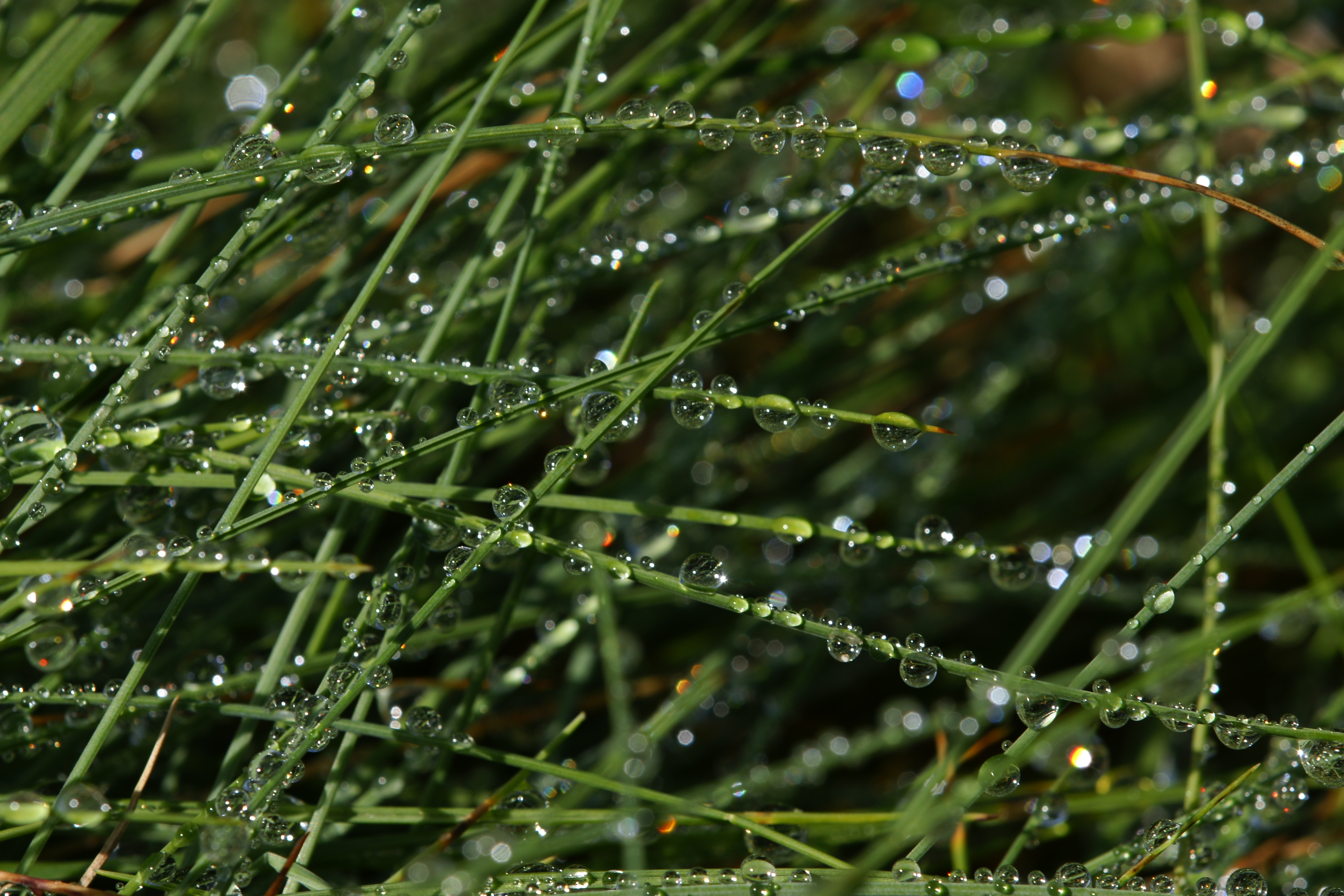 Tropfen auf Gras 1