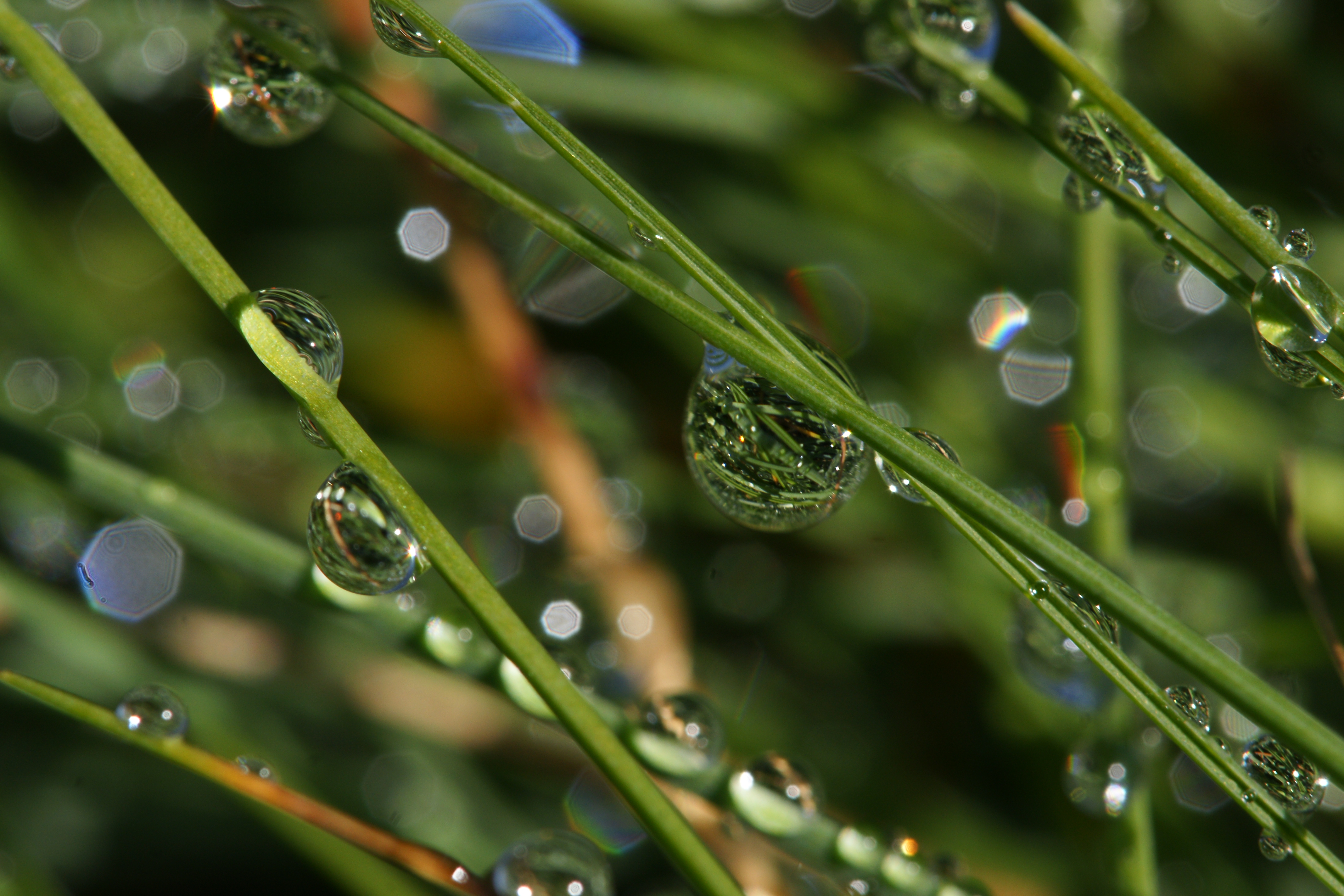 Tropfen auf Gras 2