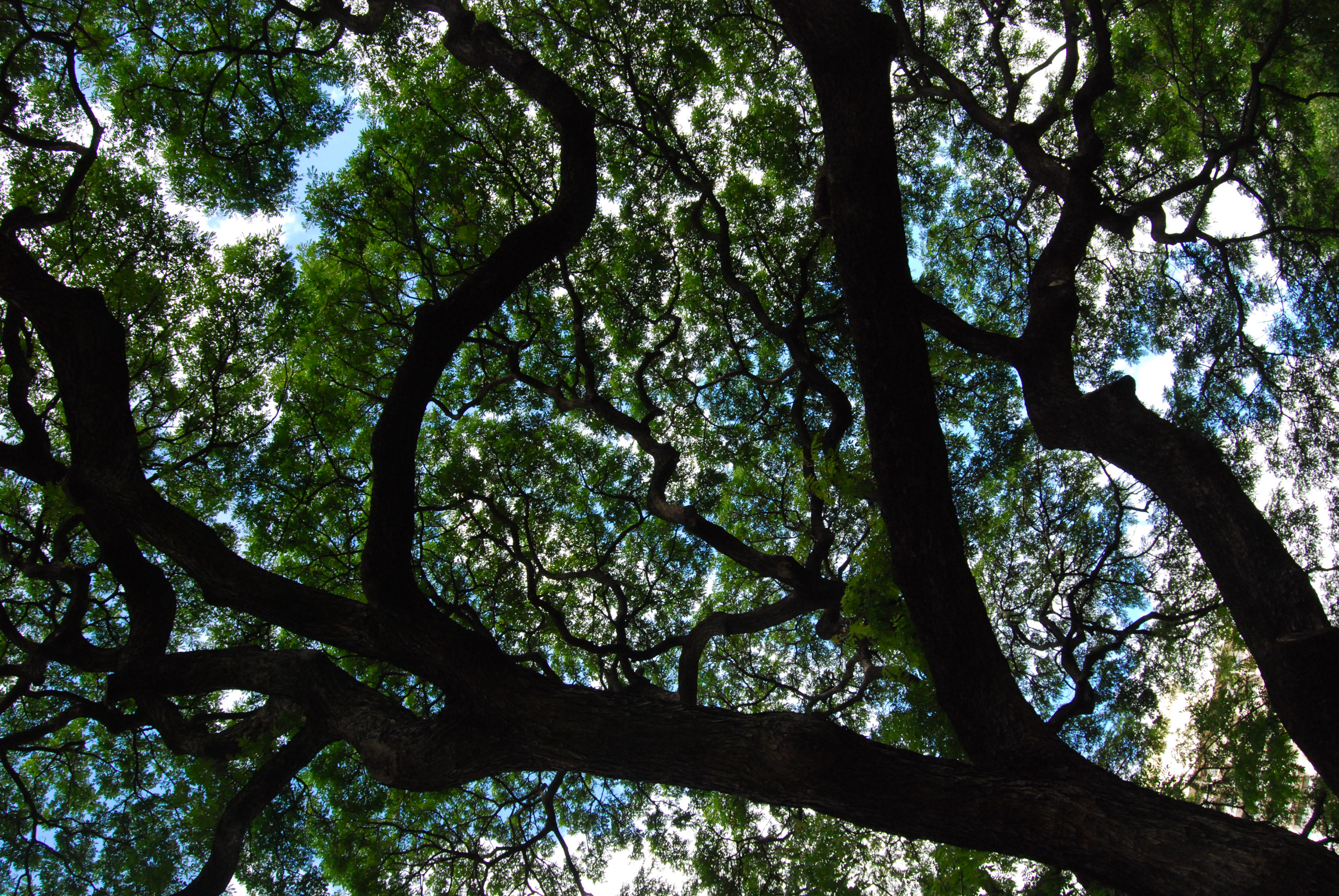 TropicalTreeCanopy