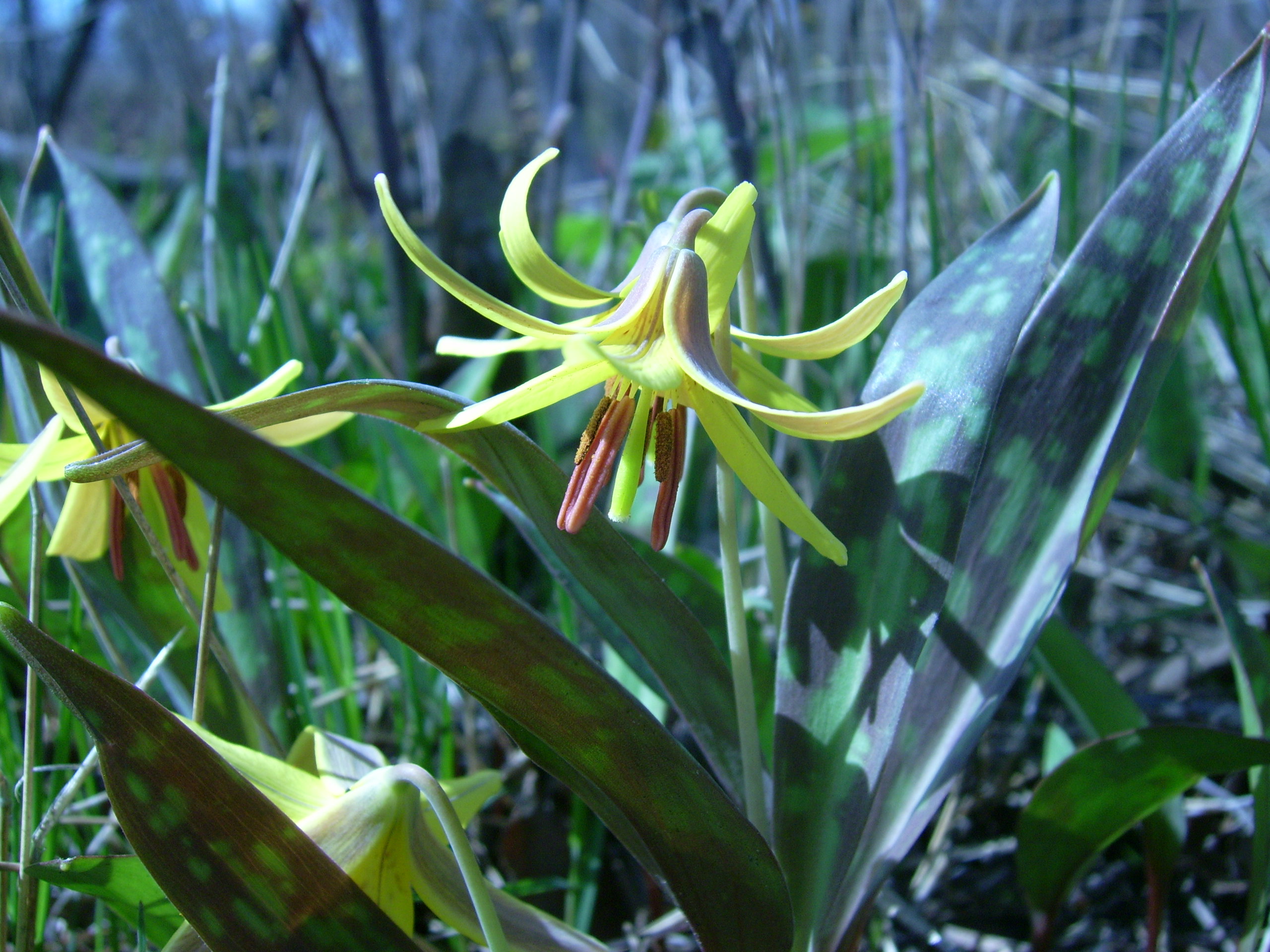 Trout lily (Whitefish I) 4