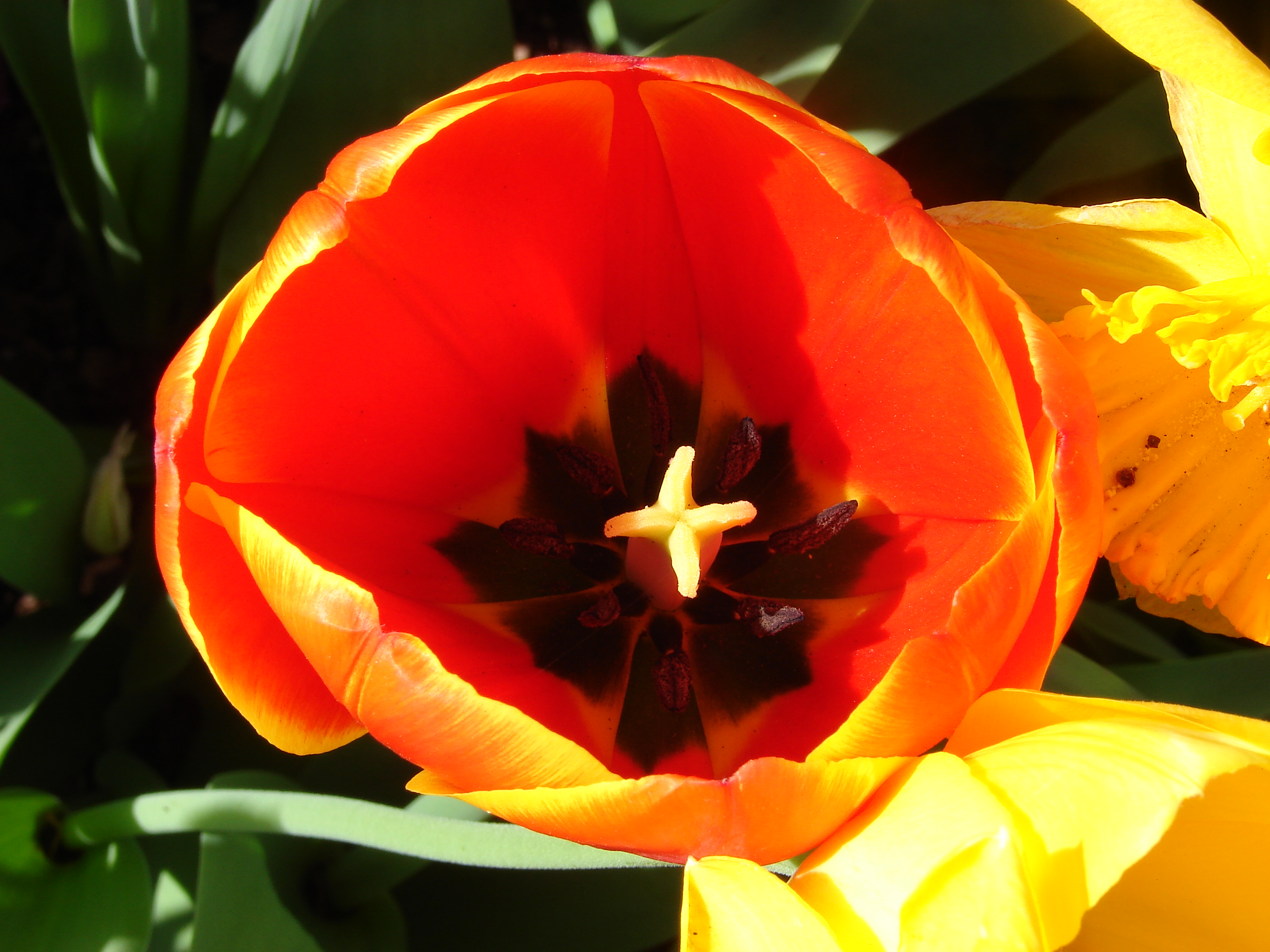 Tulip-6009