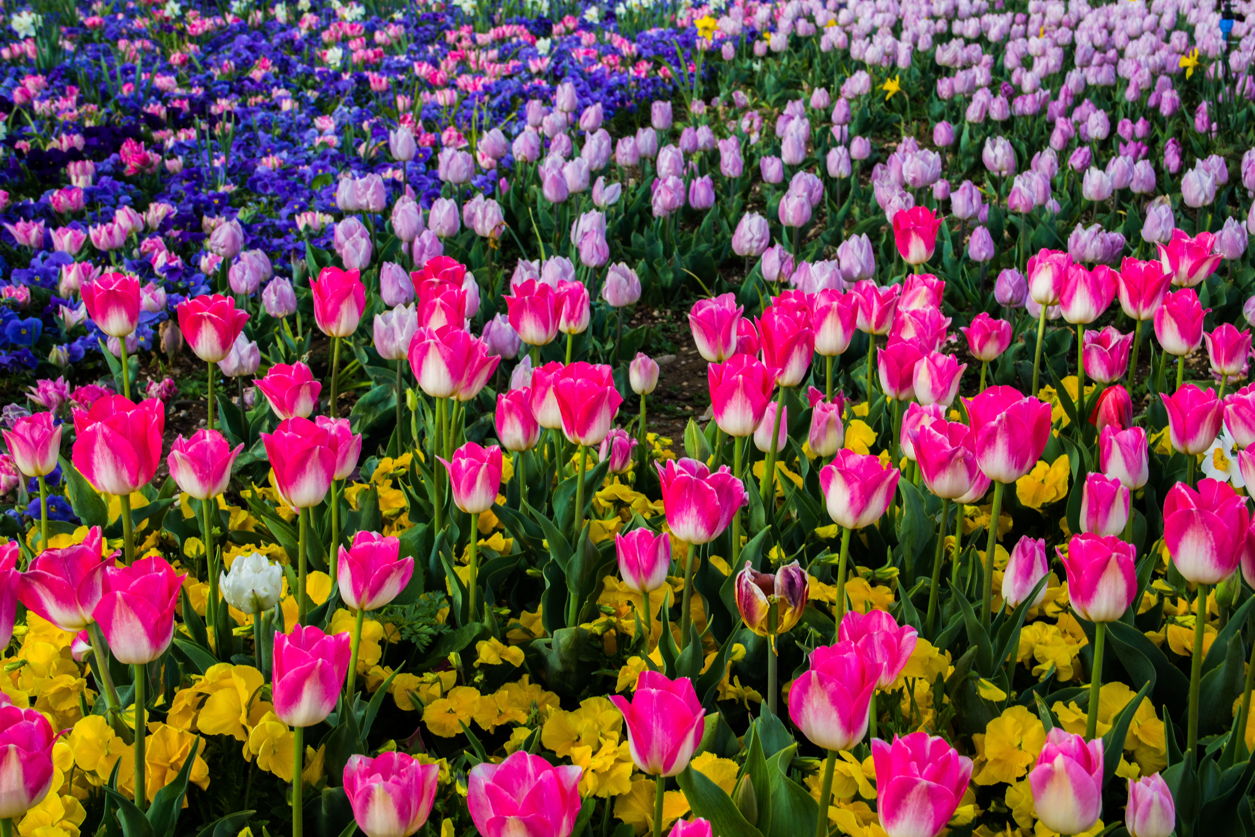 Tulip Fields Forever - panoramio