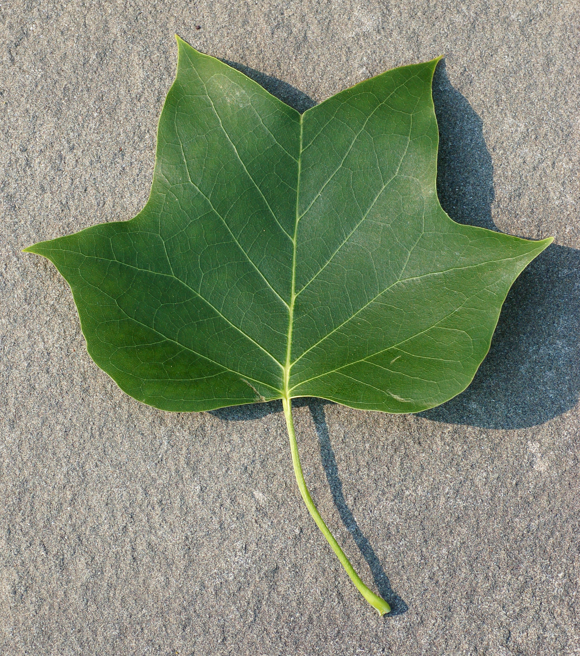 Tulip Tree Liriodendron tulipifera Leaf Topside 1890px