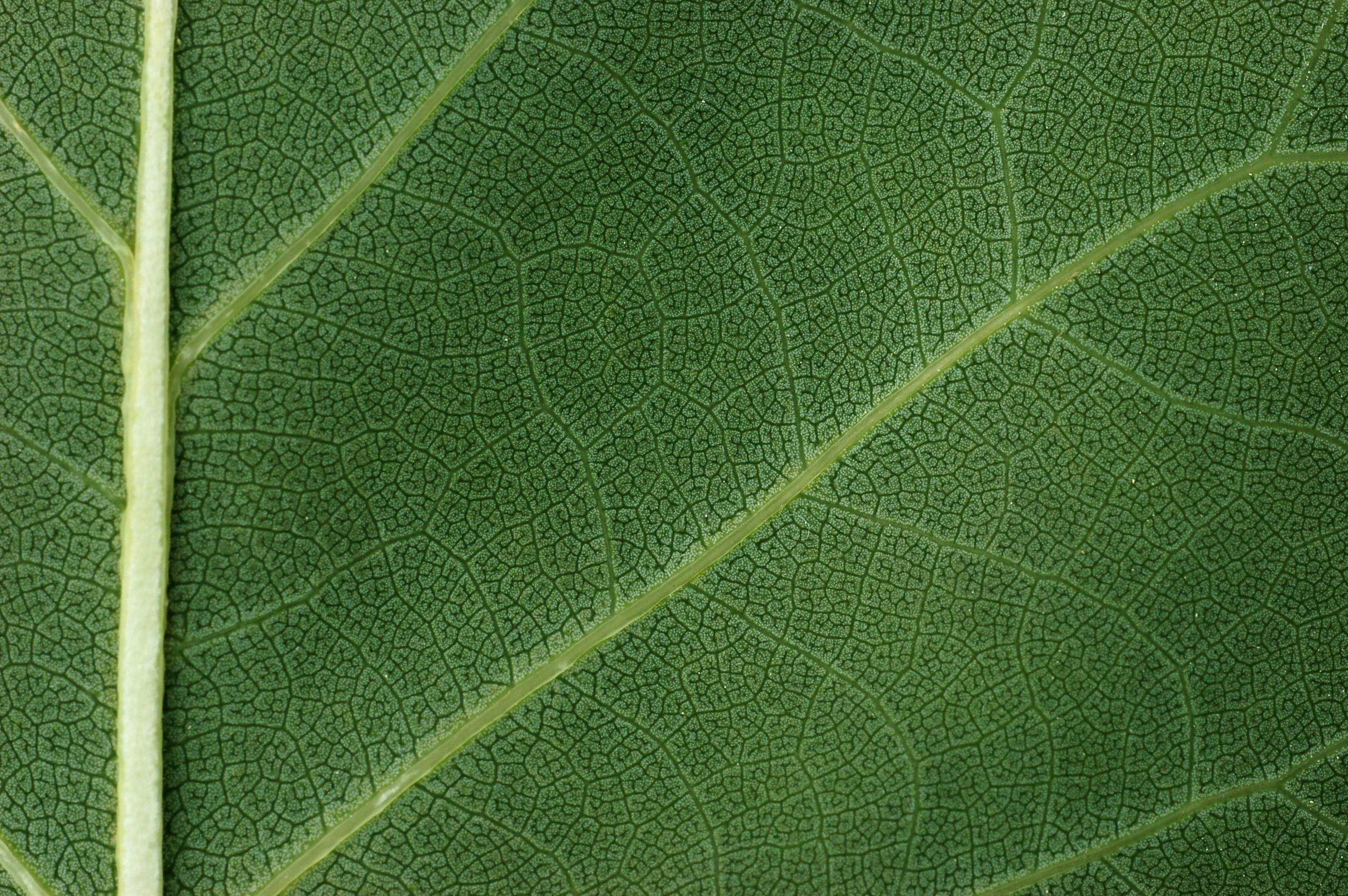 Tulip Tree Liriodendron tulipifera Leaf Underside 3008px