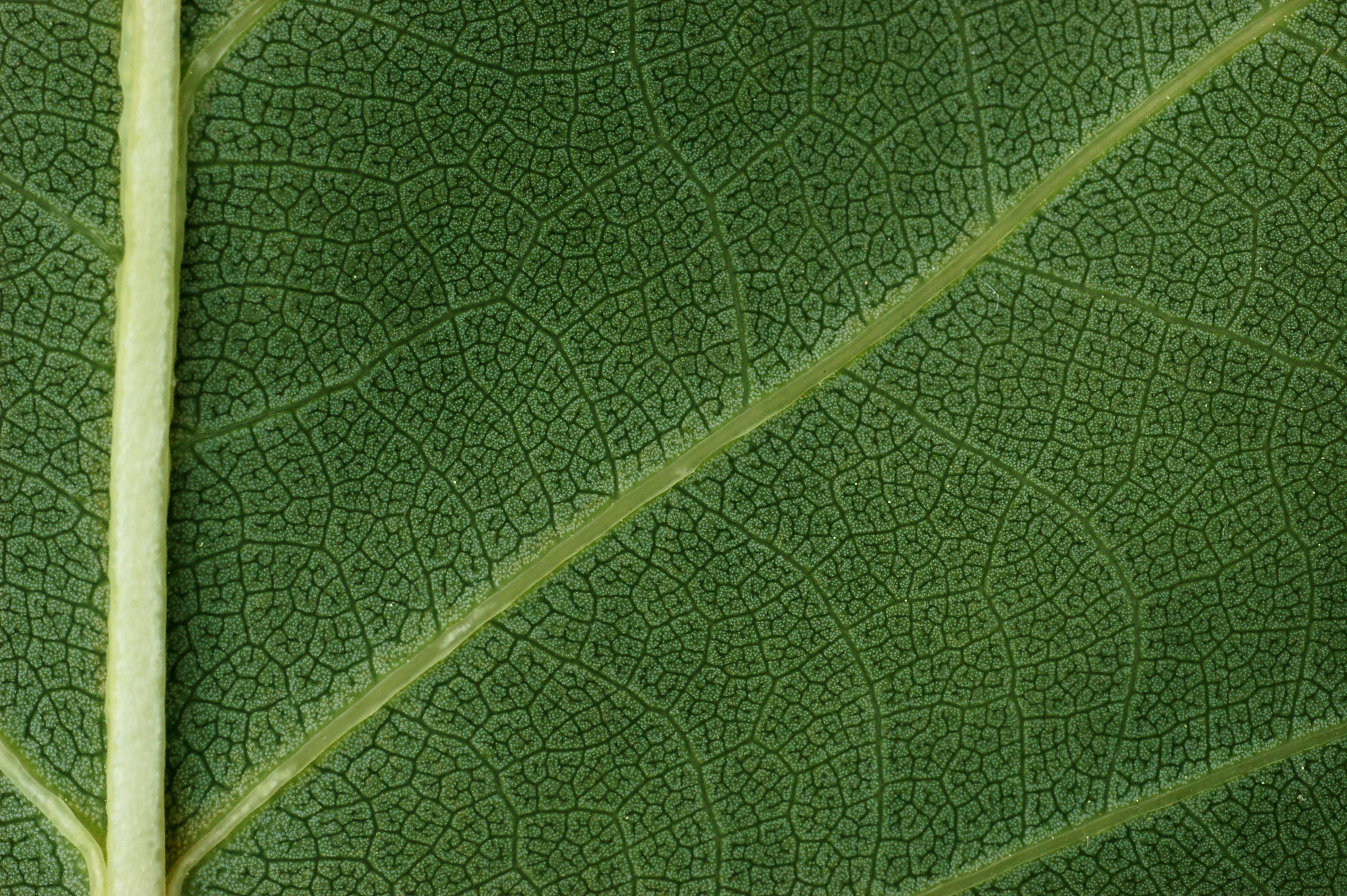 Tulip Tree Liriodendron tulipifera Leaf Underside Closeup 3008px