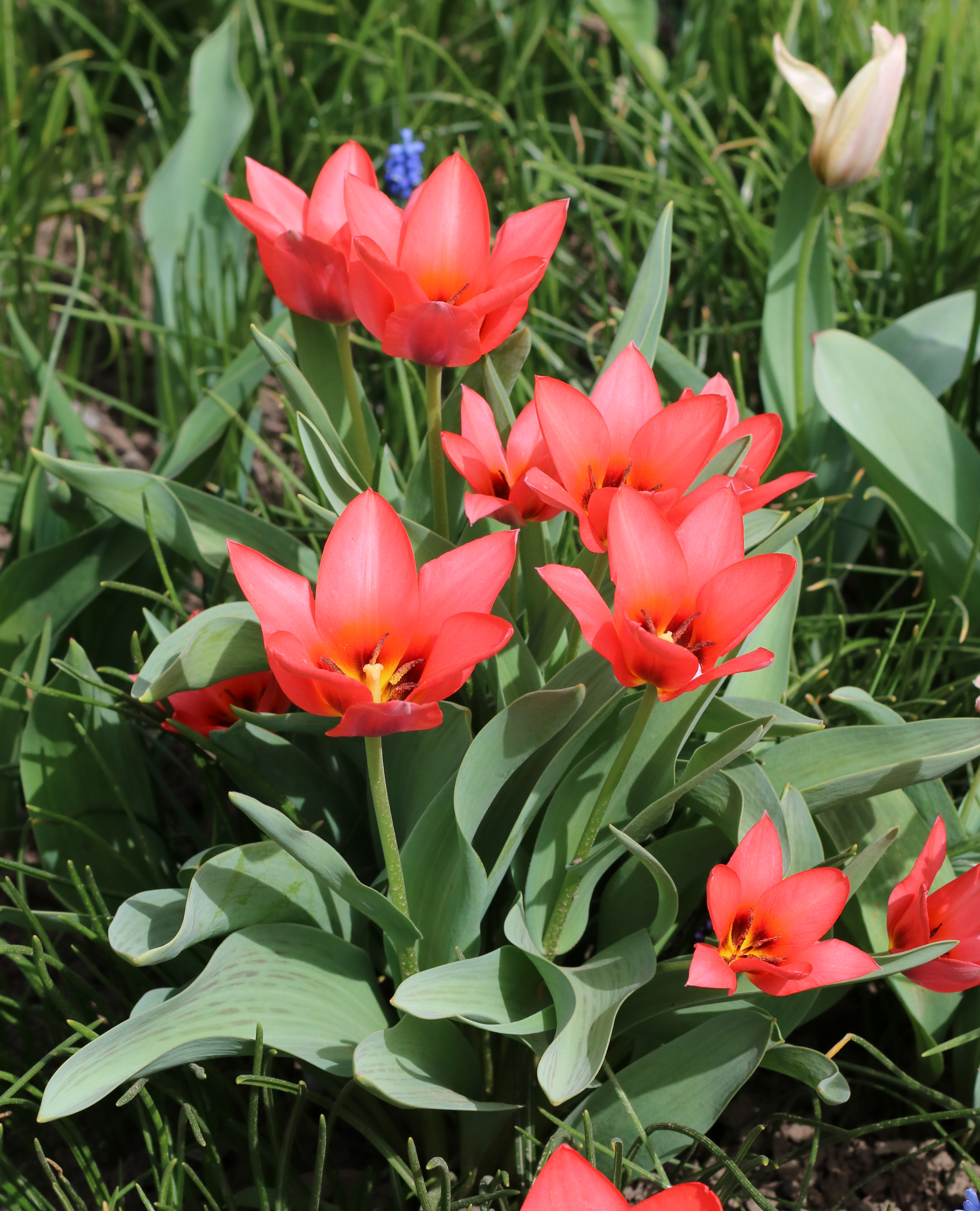 Tulip UA 2016 G01