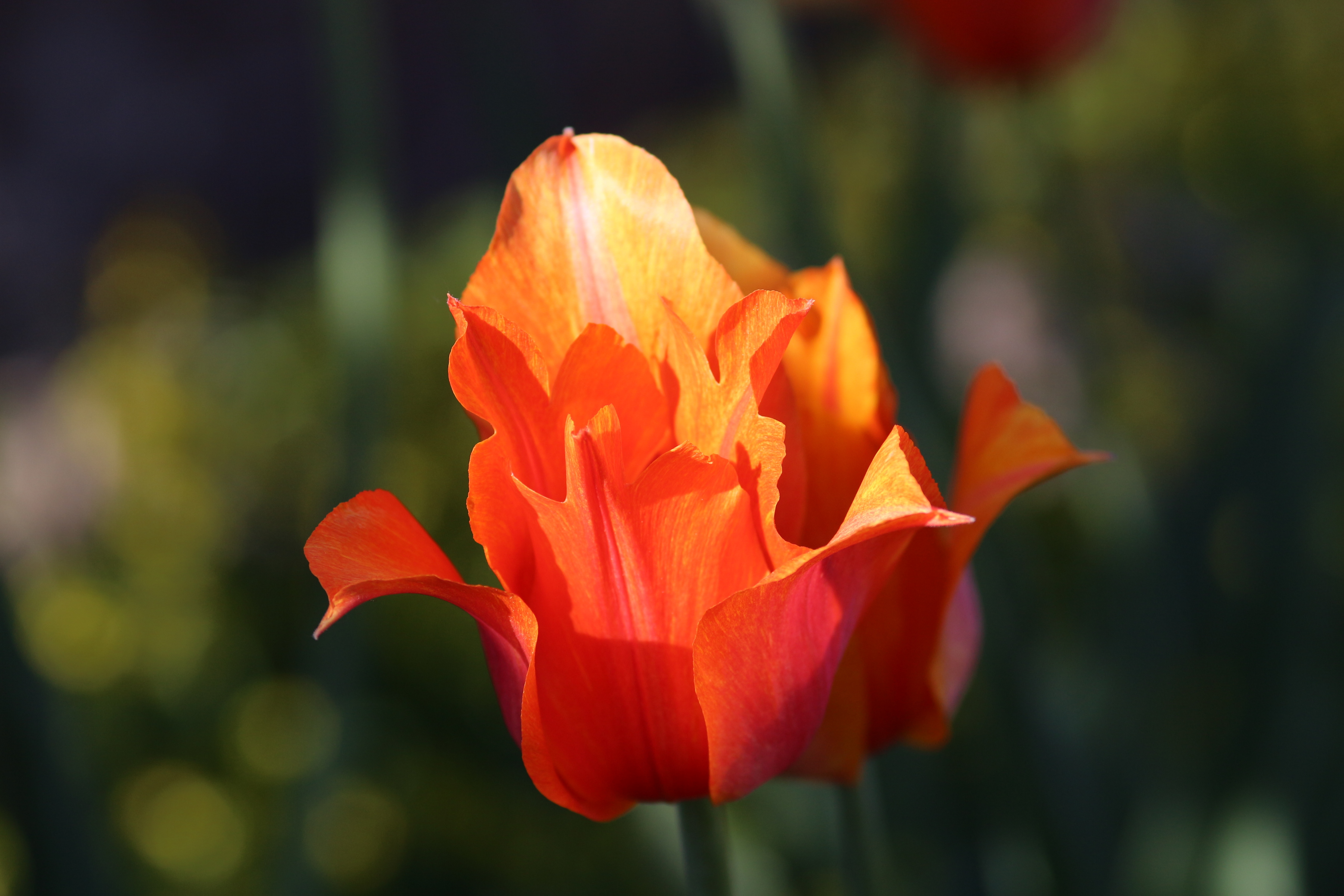Tulipa 'Temple of Beauty' 2016 02