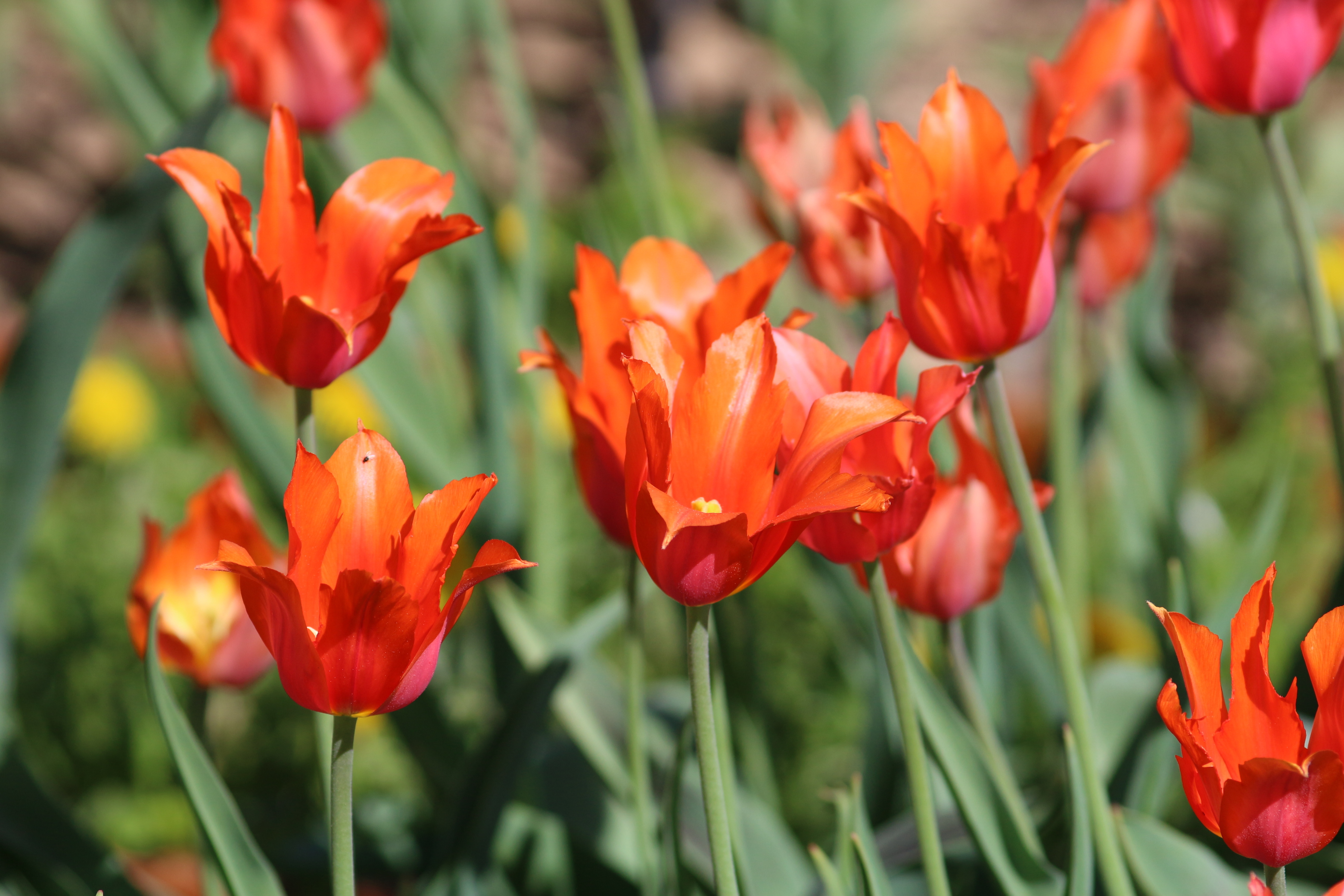 Tulipa 'Temple of Beauty' 2016 06