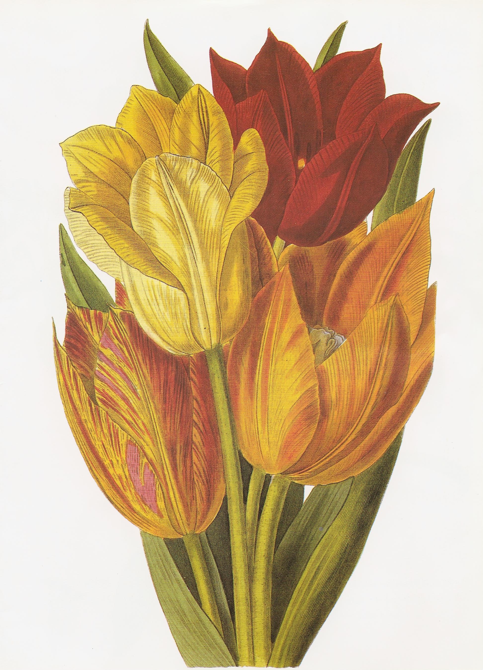 Tulipa scabriscapa RHS