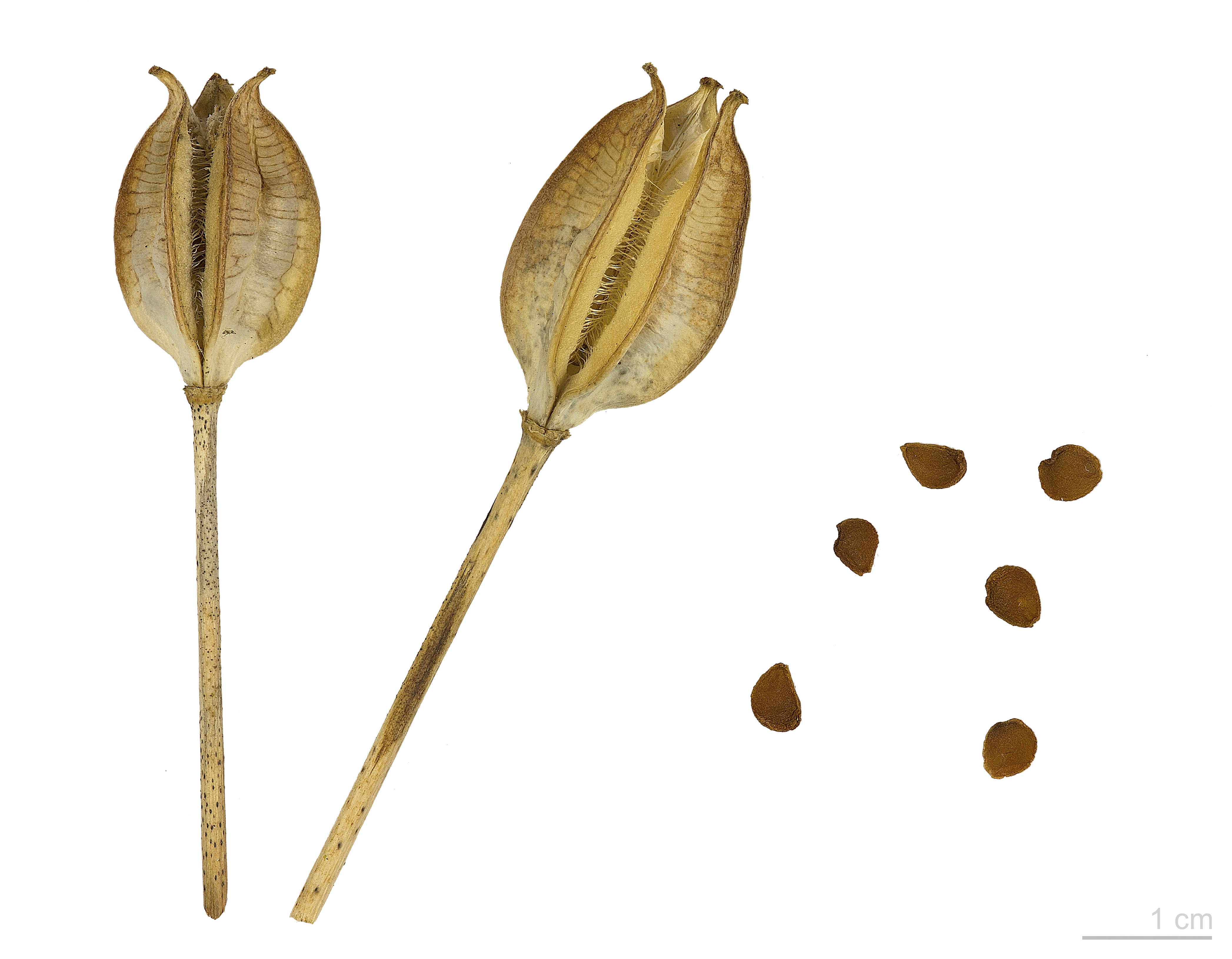 Tulipa sylvestris MHNT.BOT.2015.34.30