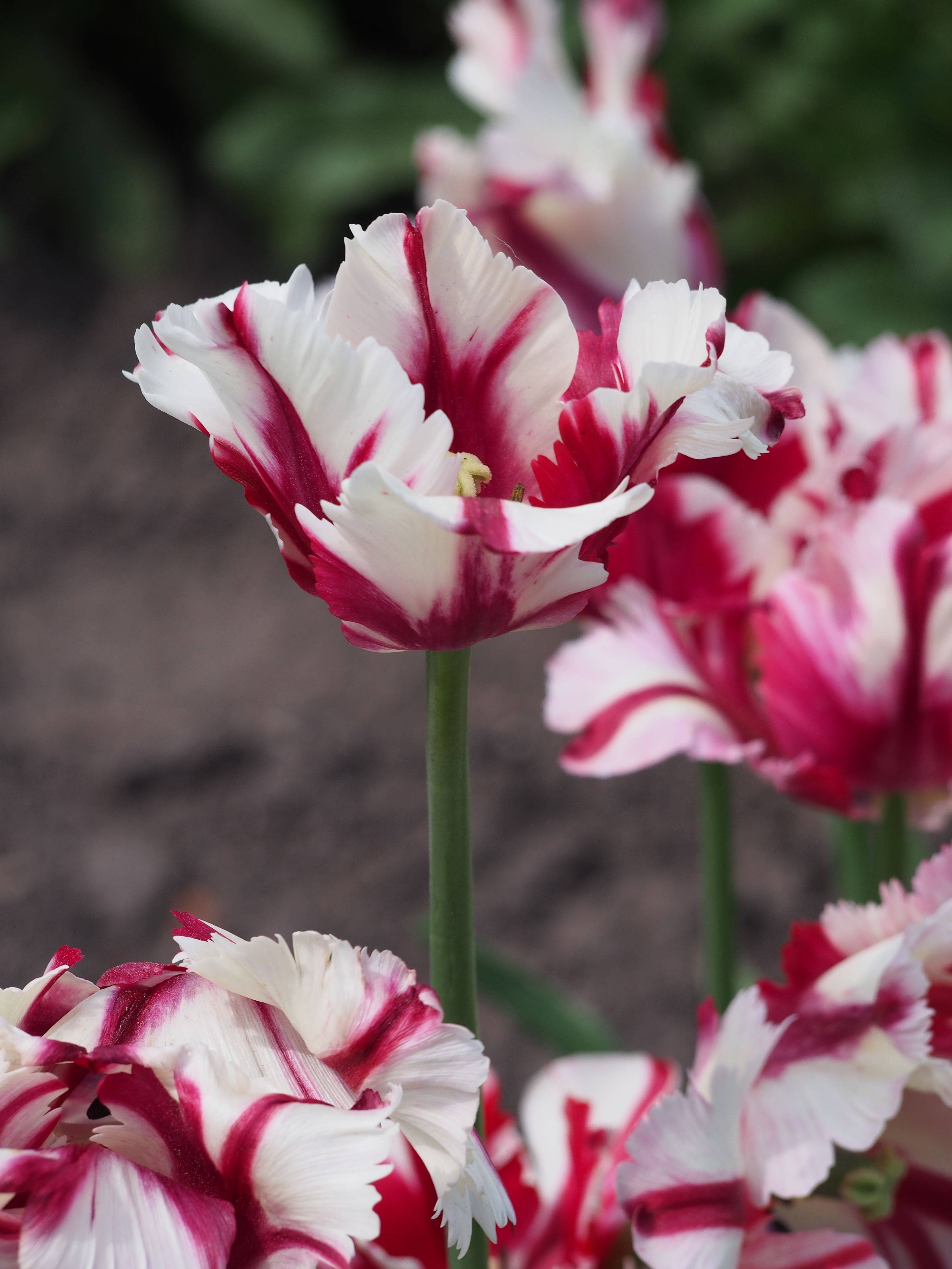 Tulipan Tulipa Estella Rijnveld 2017-05-21 01