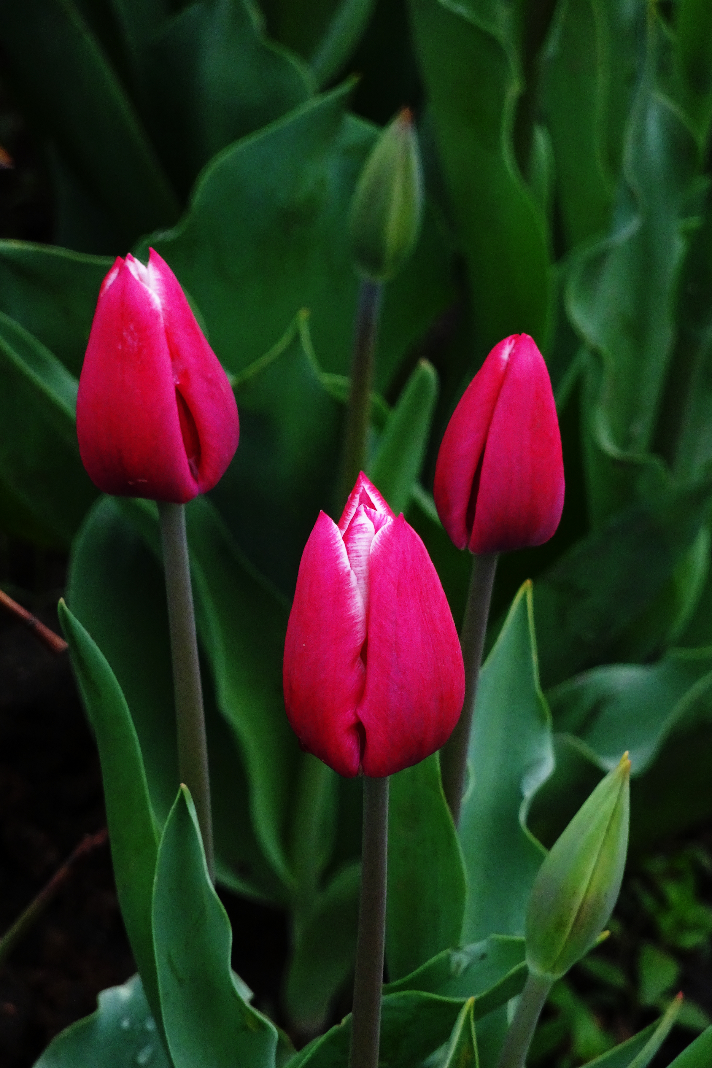 Tulips (AP4P0255 1PS) (28211519804)