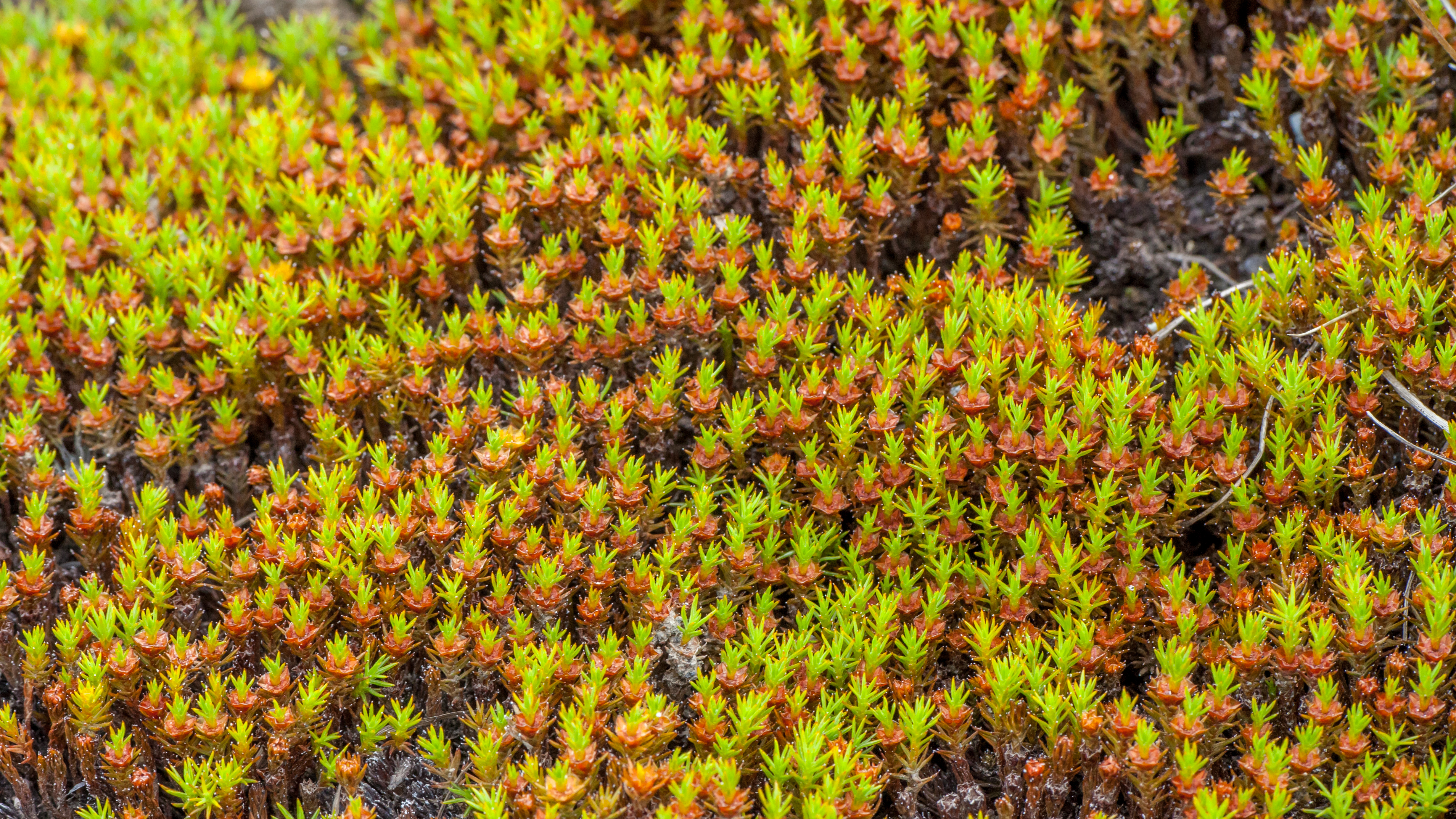 Tundra of Svalbard, freshly sprouting moss