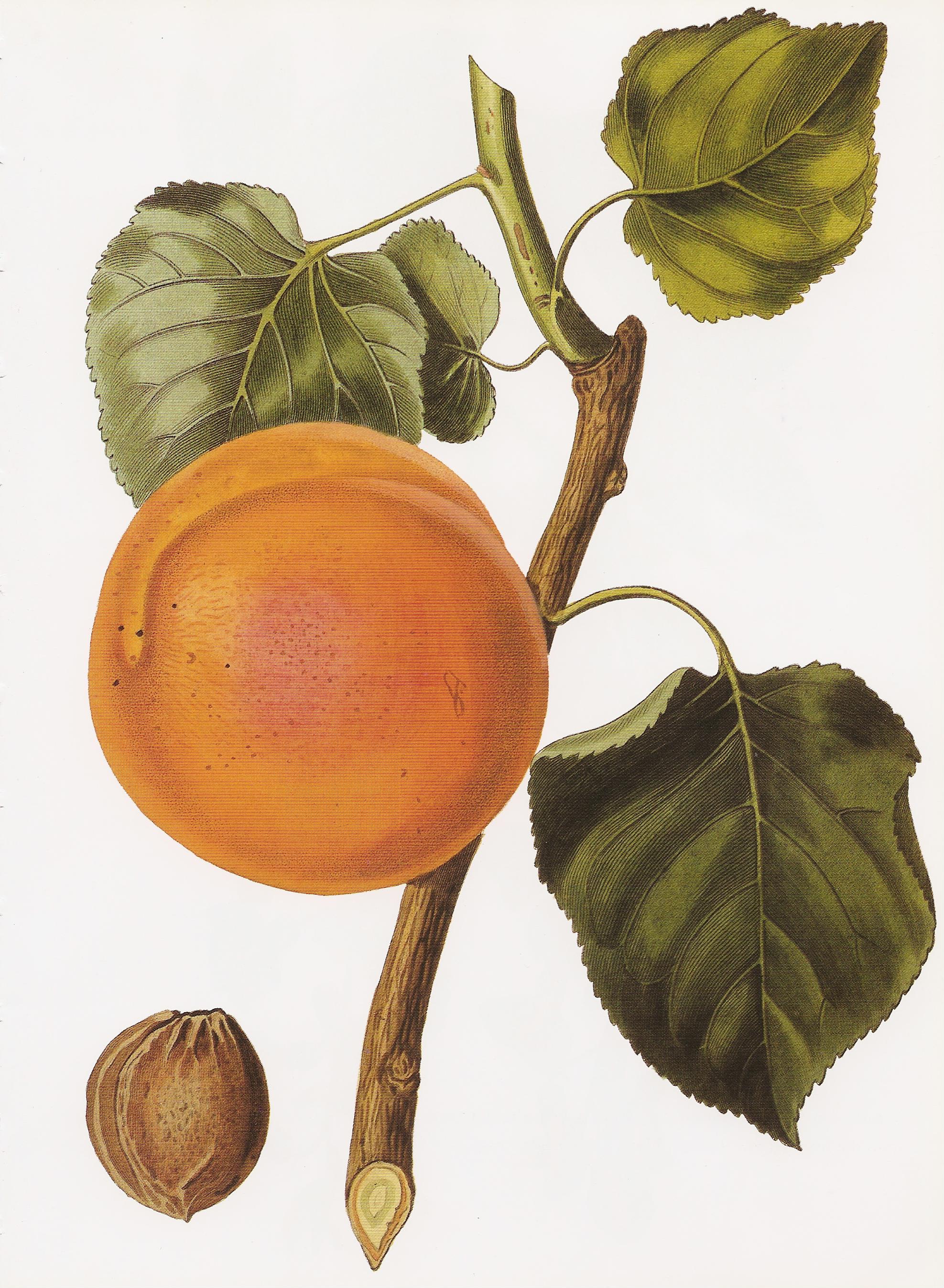 Turkey apricot RHS