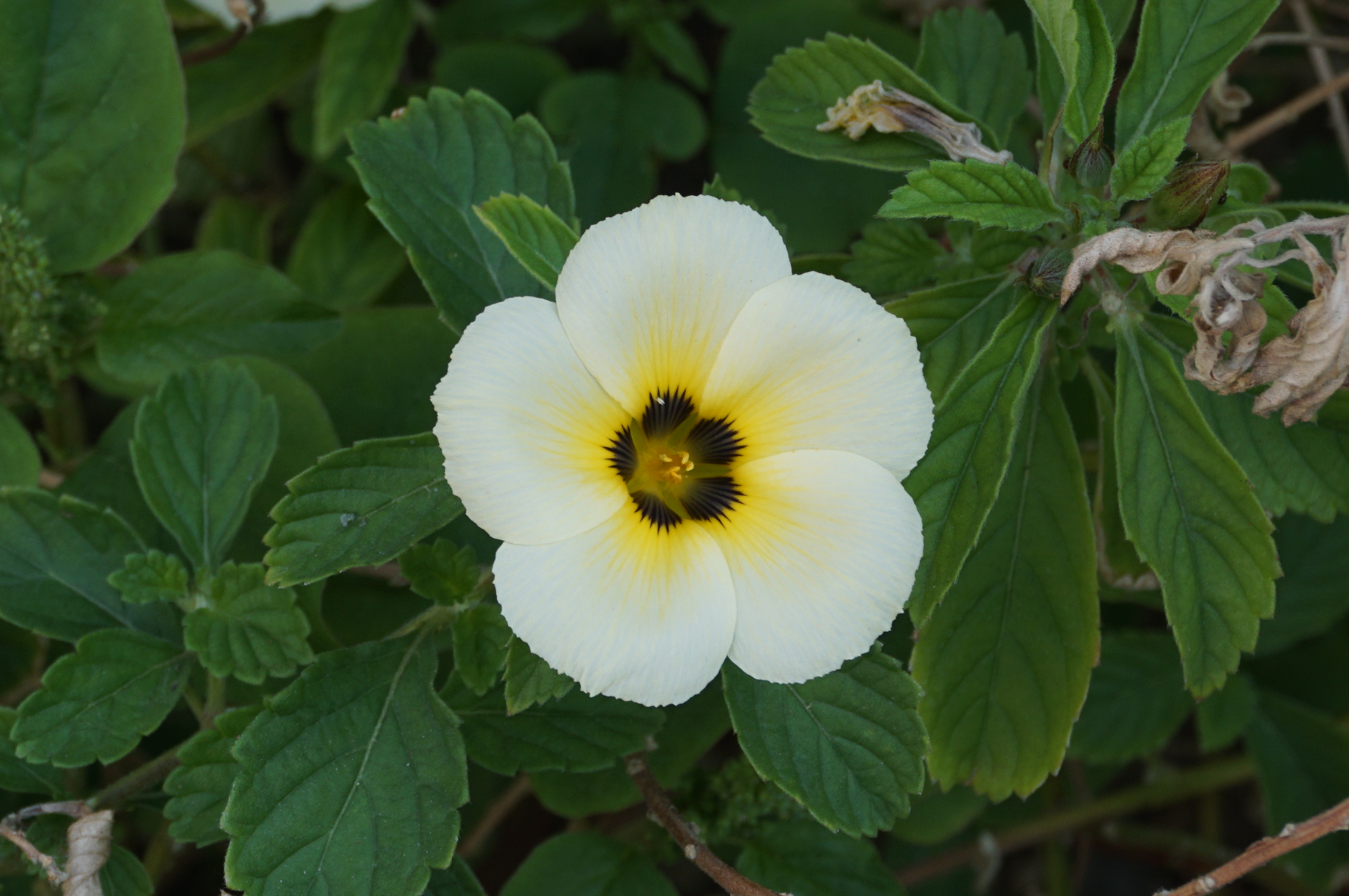 Turnera subulata 04612