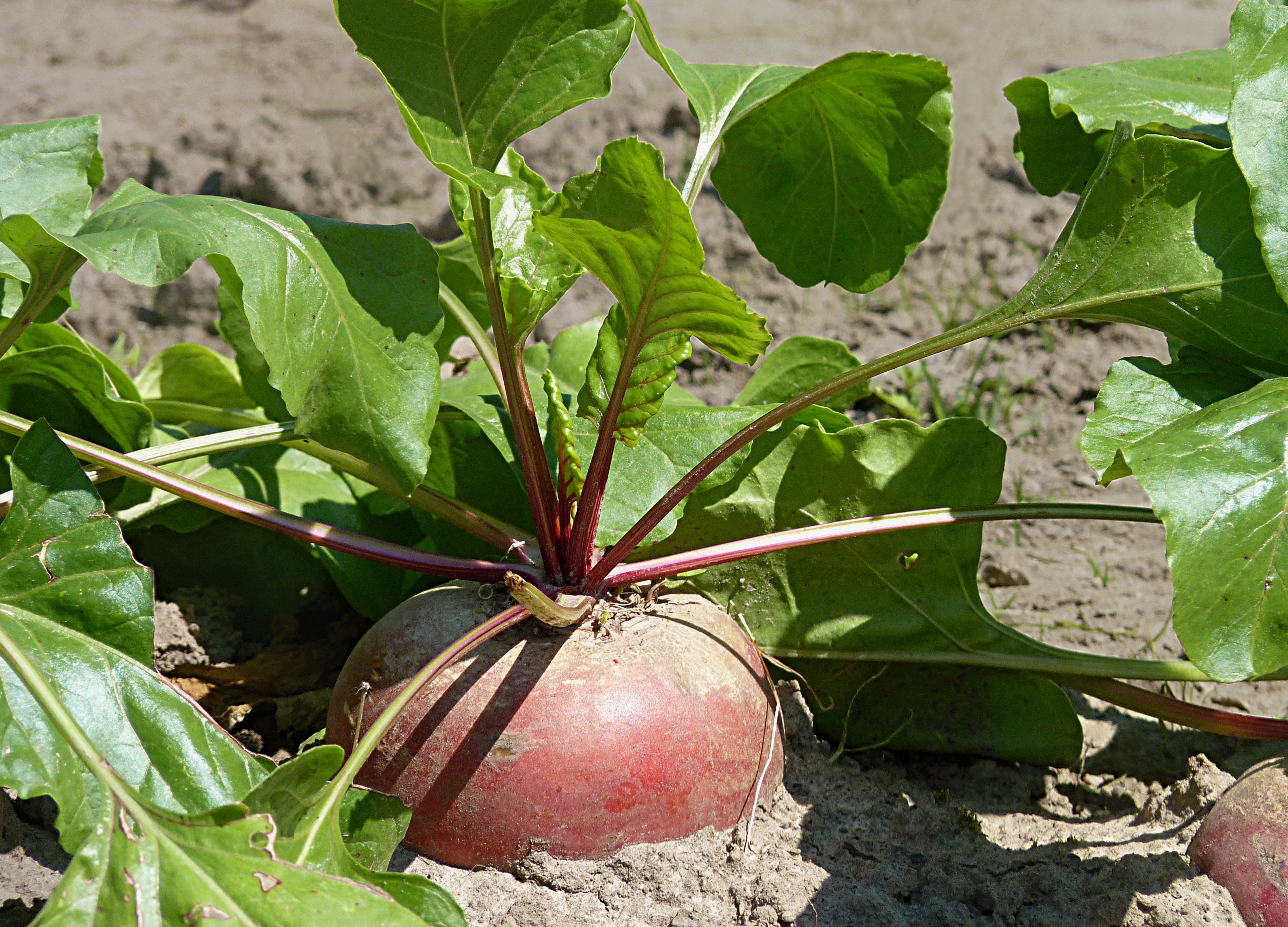 Turnip J1