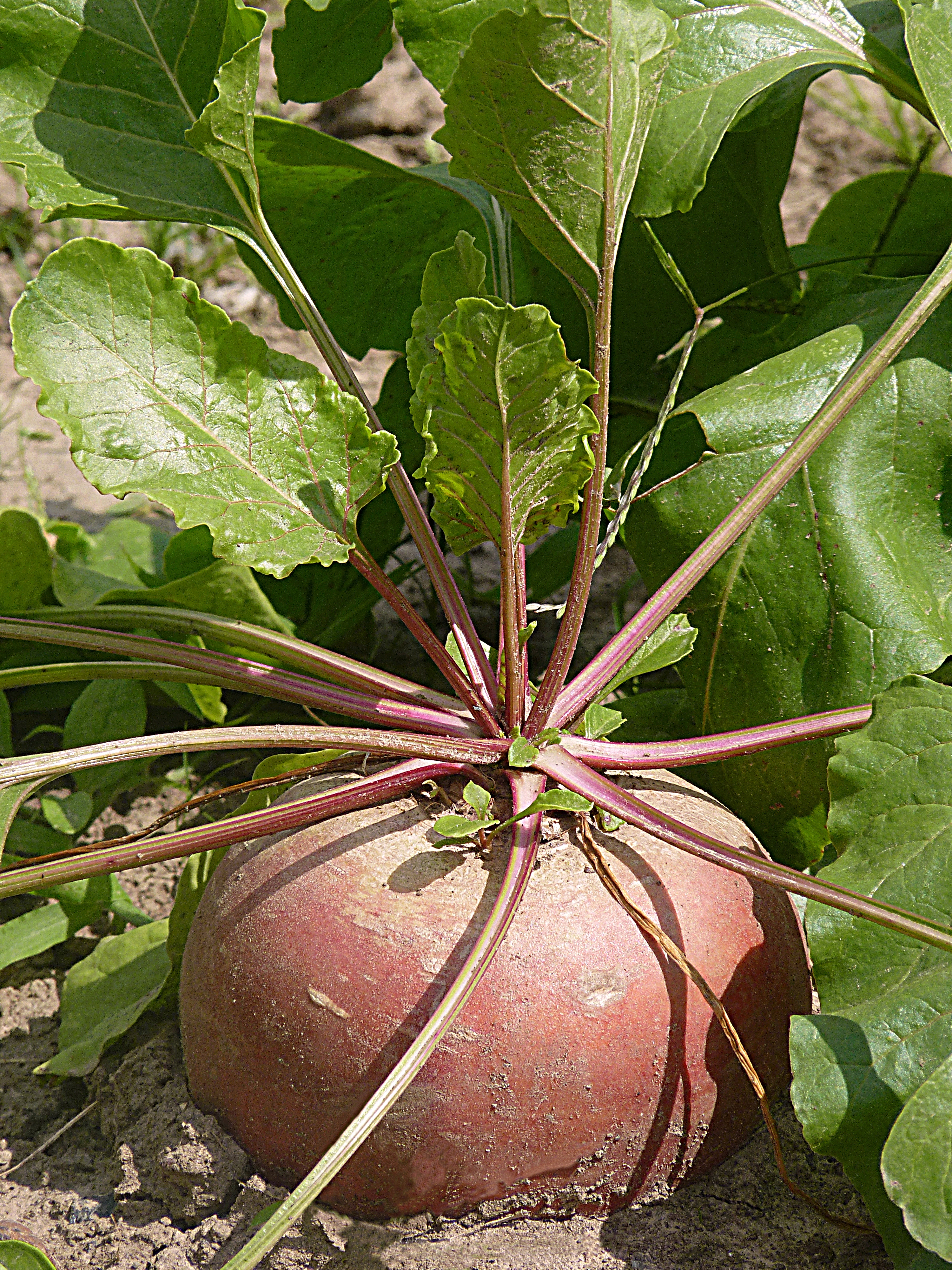 Turnip J2