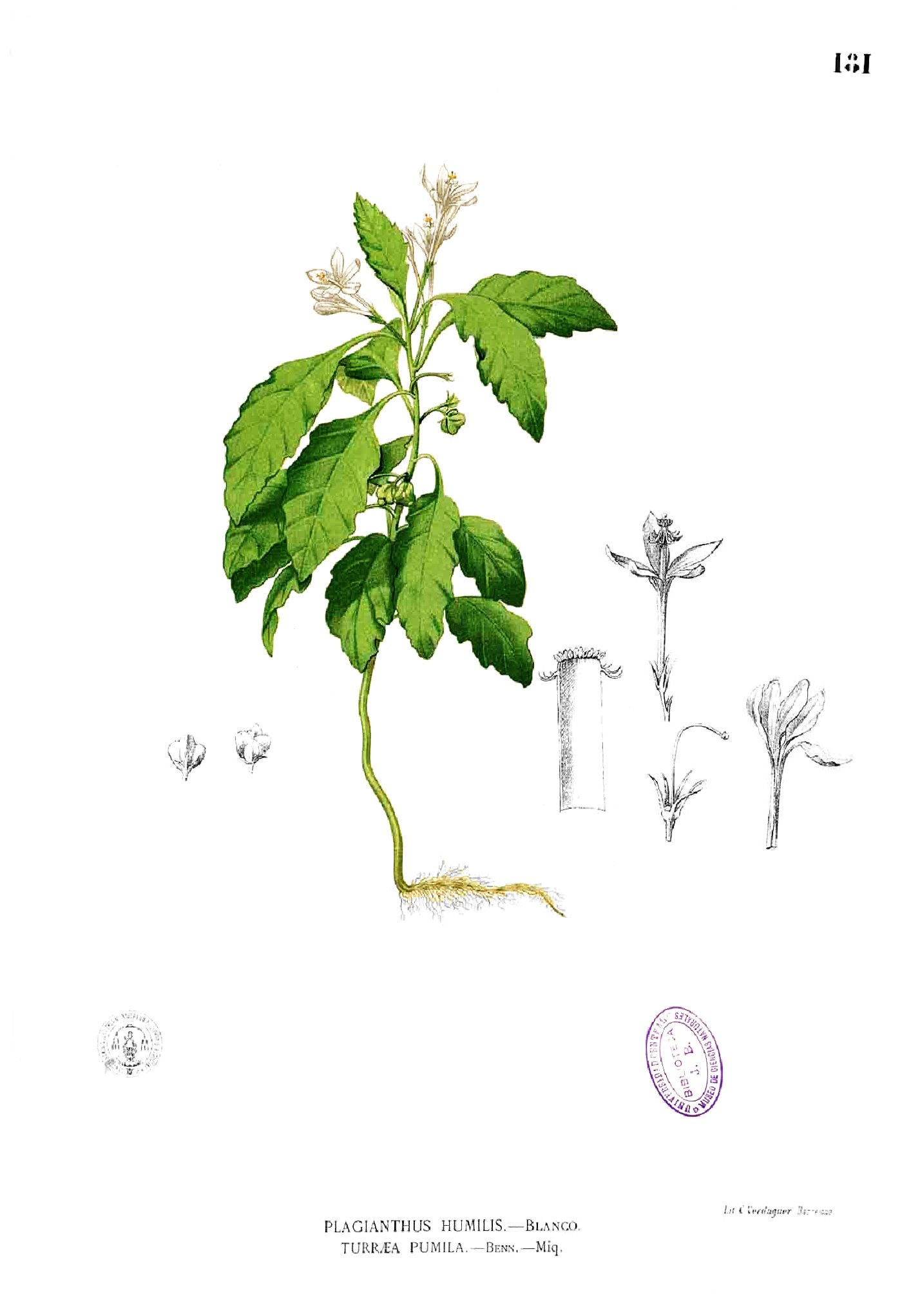 Turraea pumila Blanco1.181