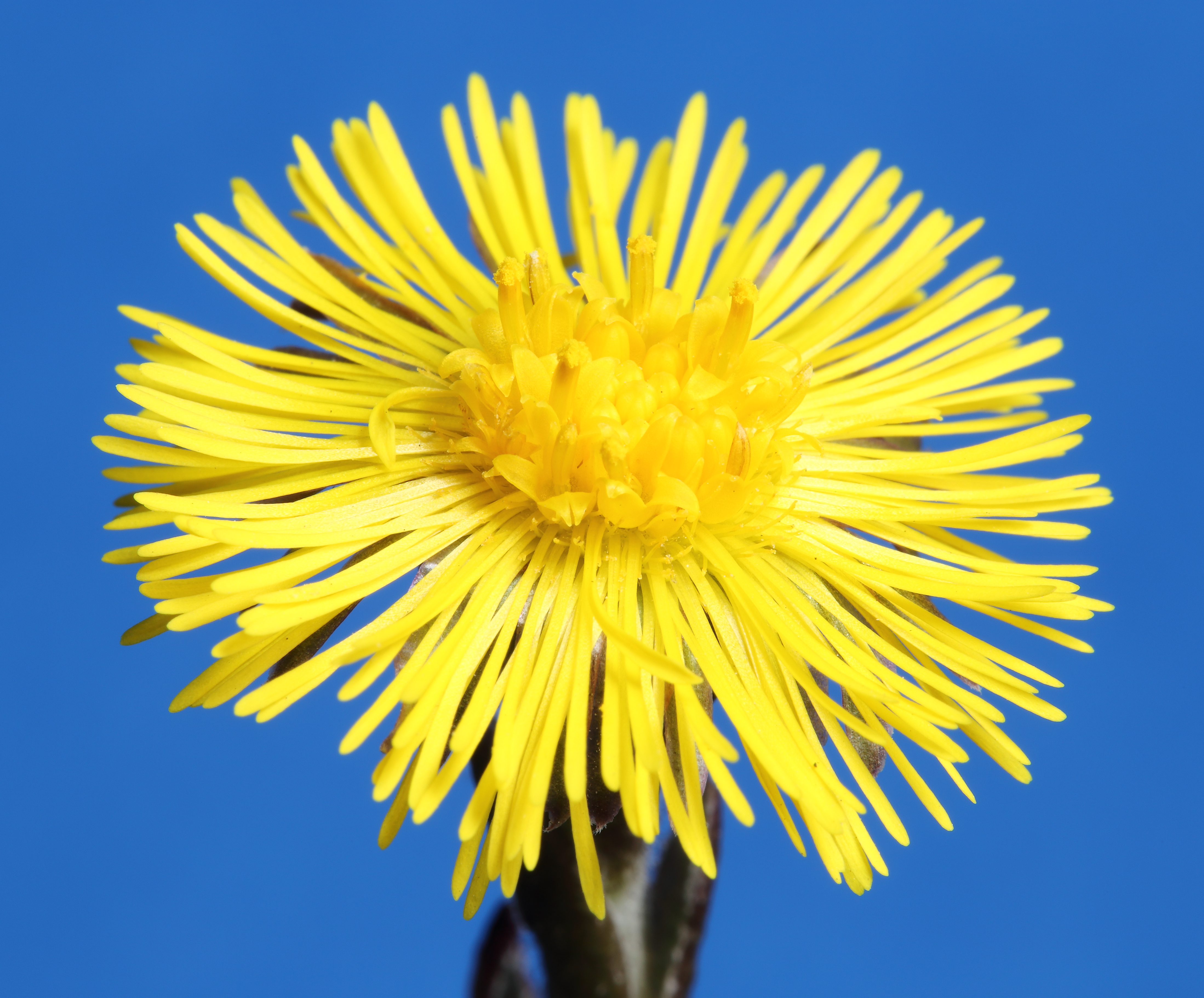Tussilago farfara-IMG 5999