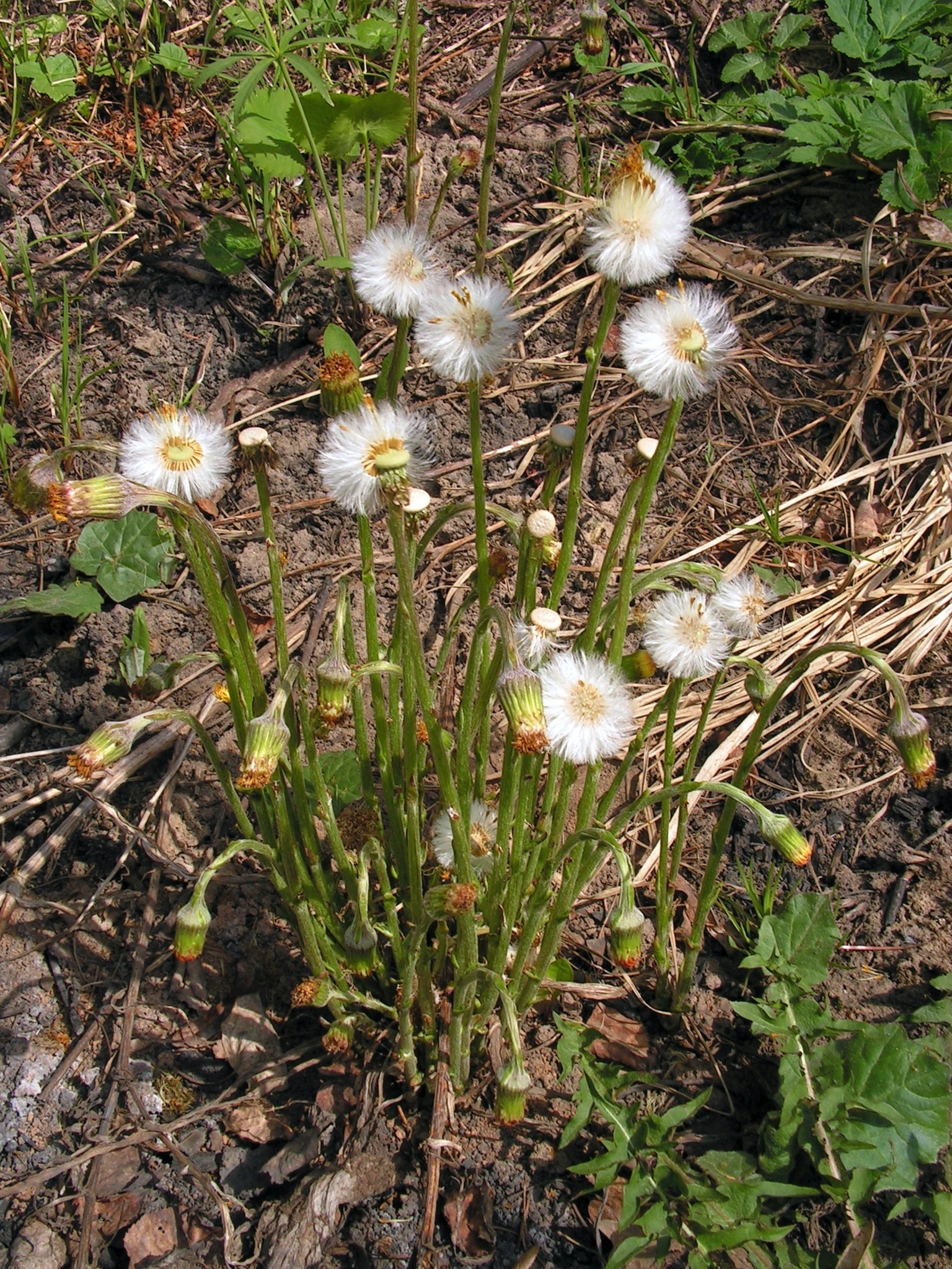 Tussilago farfara20140502 18