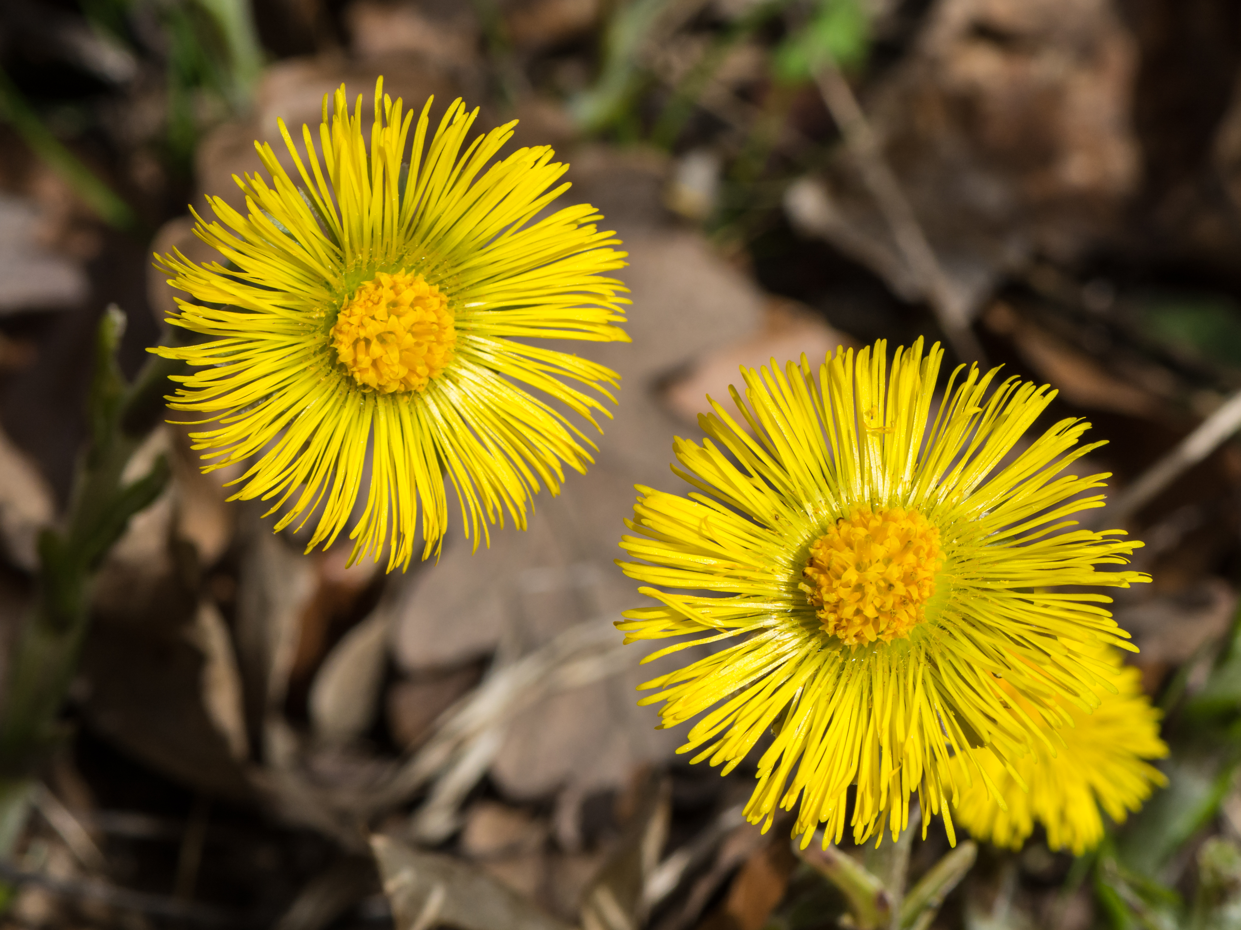 Tussilago farfara 20160403 02