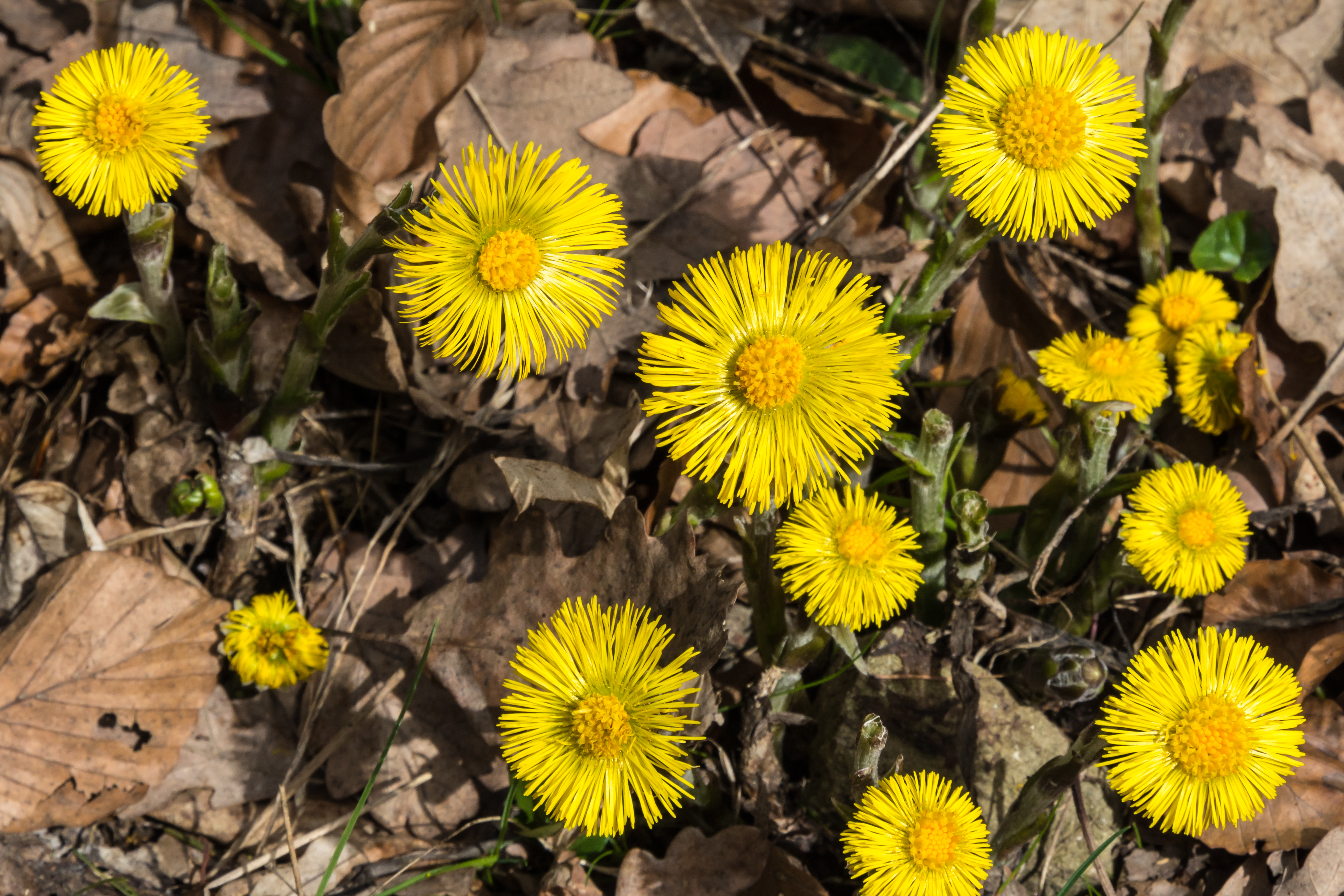 Tussilago farfara 20160403 03