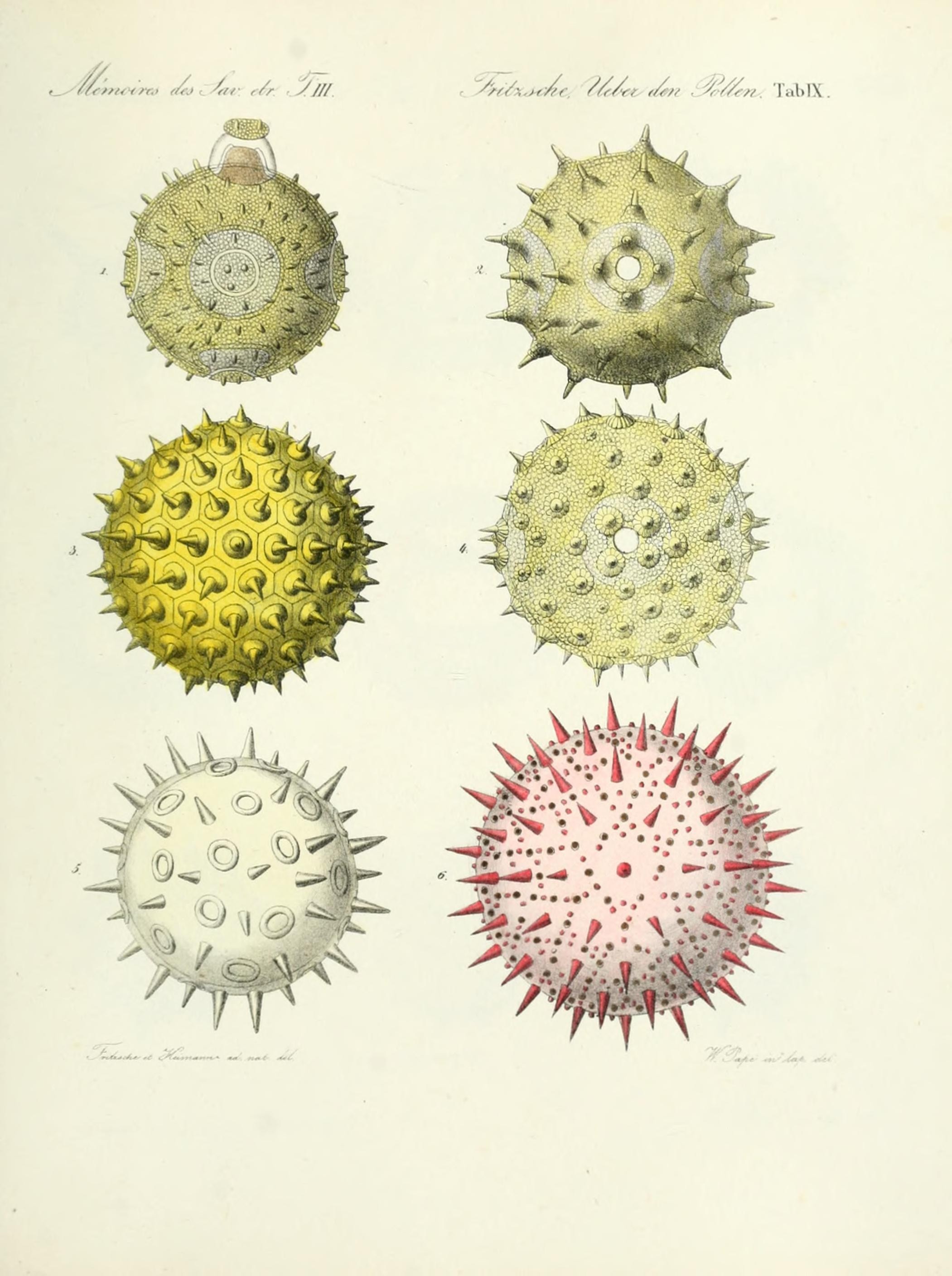 Ueber den Pollen (Tab. IX) (7176491034)