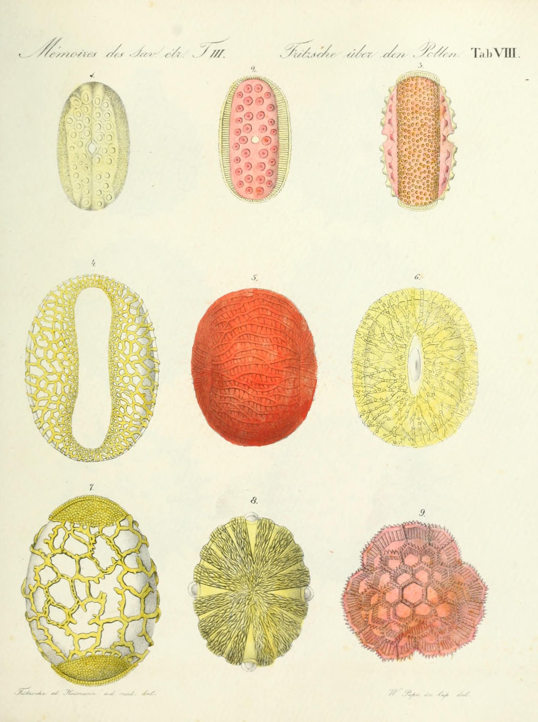 Ueber den Pollen (Tab. VIII) (7176490144)
