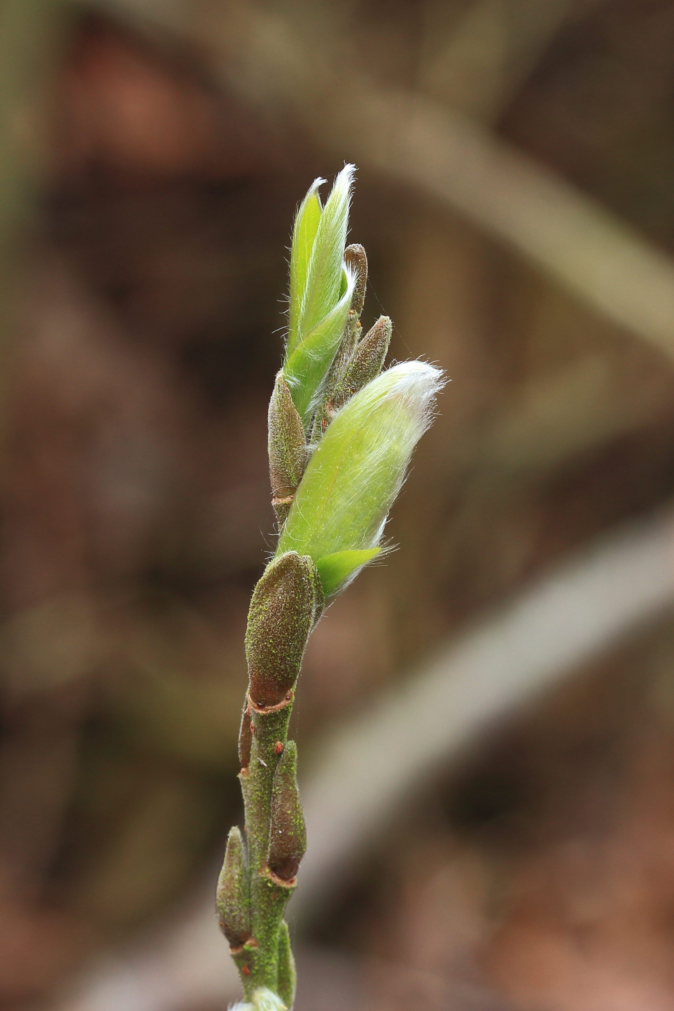 Uitlopend wilgentakje (Salix) 01