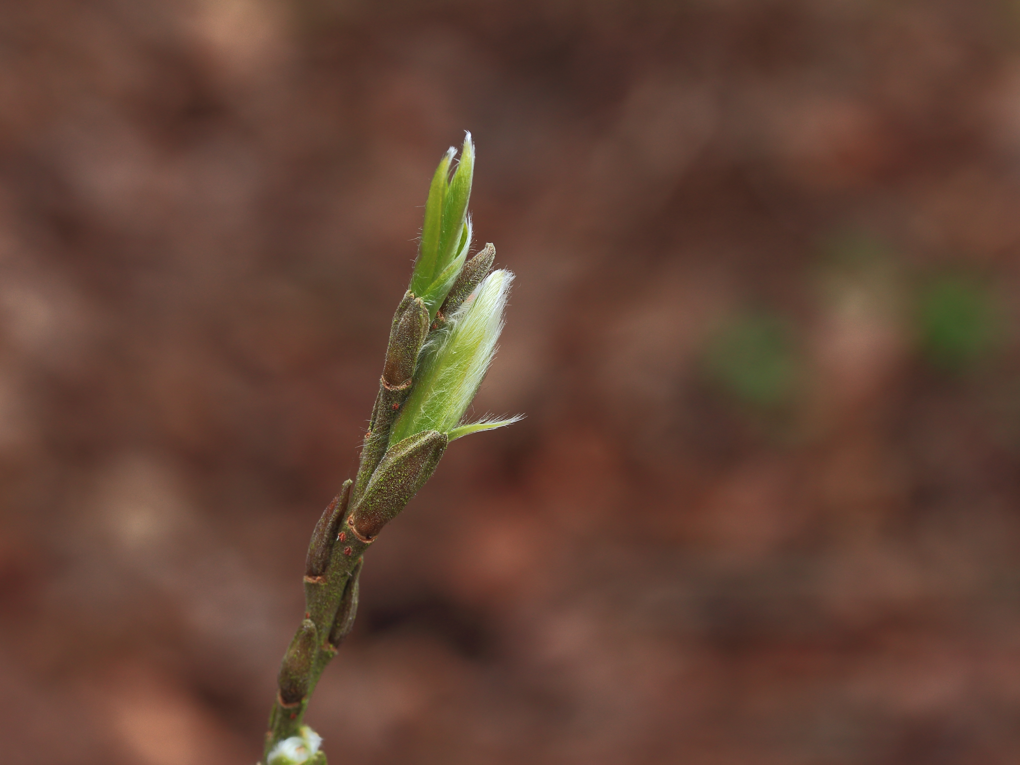 Uitlopend wilgentakje (Salix) 02