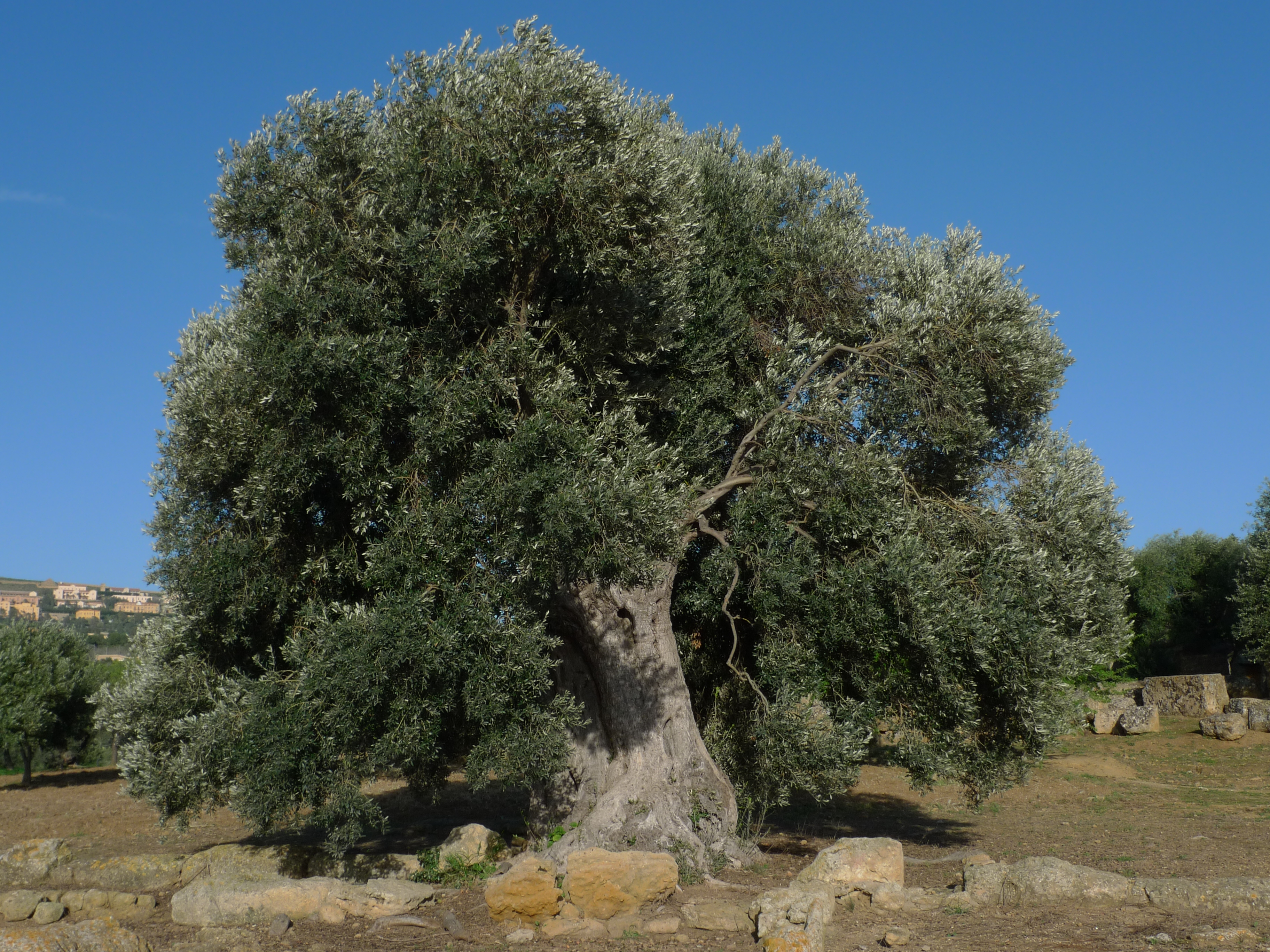 Ulivo di agrigento