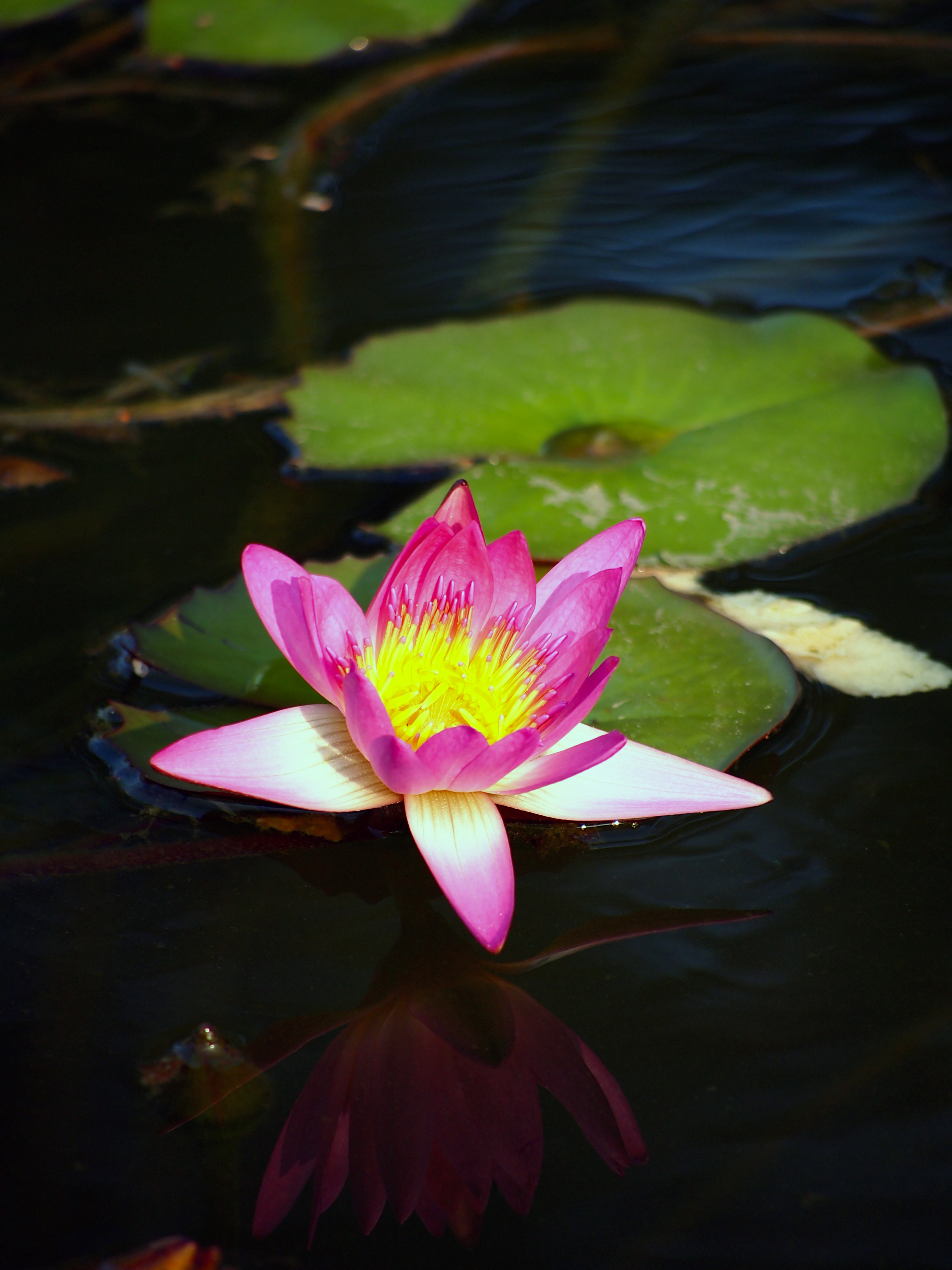 Unidentified purple flower (22)