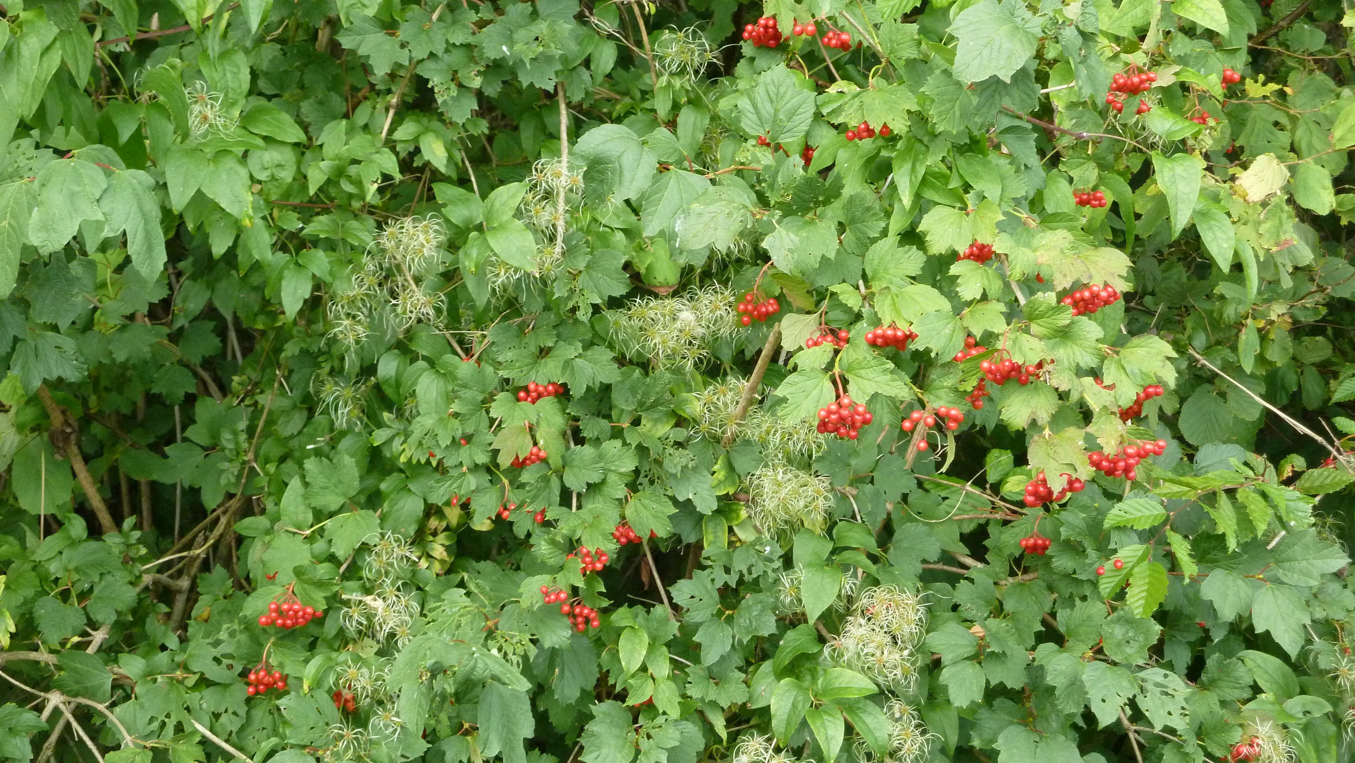 Unknown specis in Saint Léger Triey forest