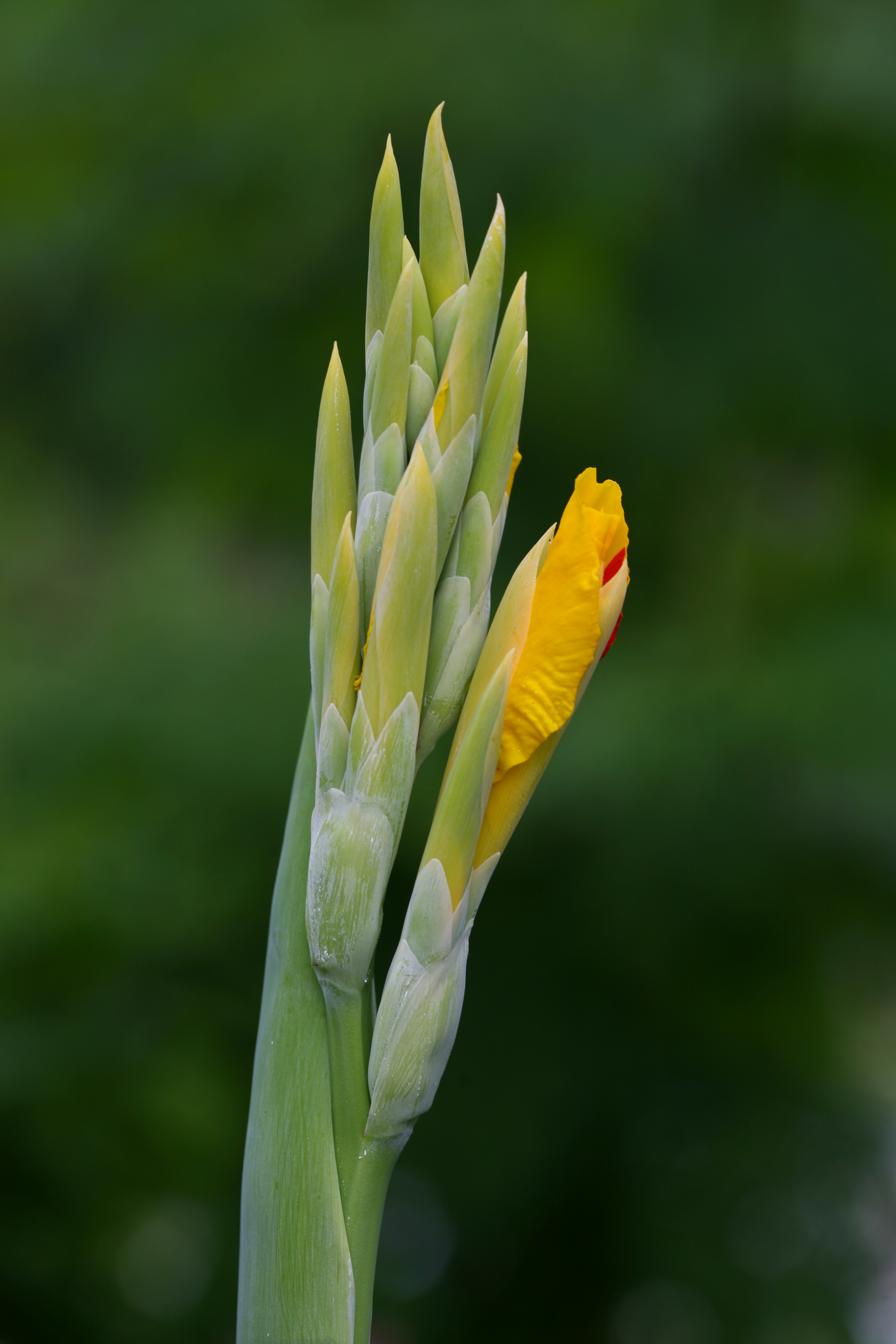 Unname plant in the Philippines 10