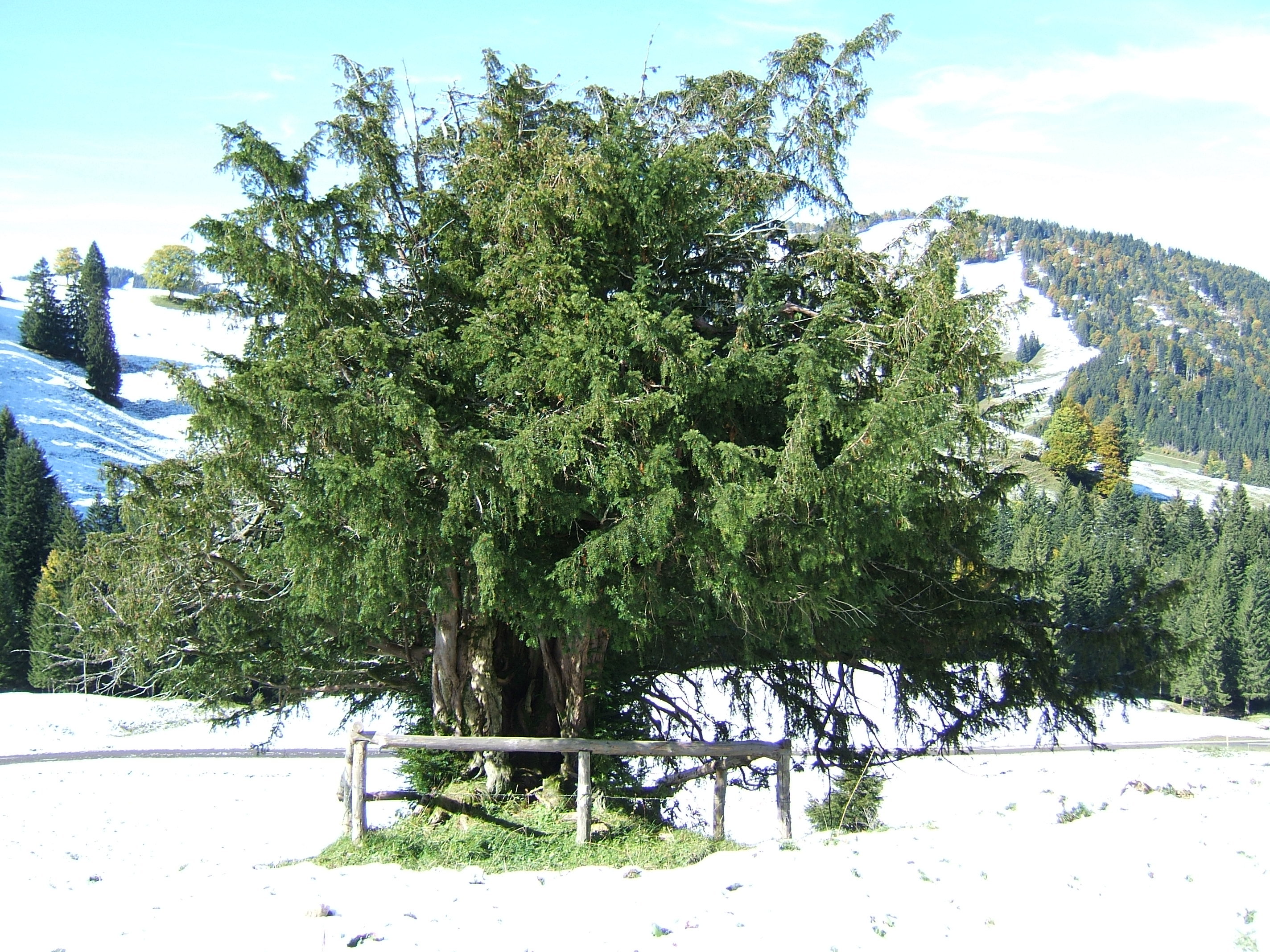 Ureibe Steibis 1