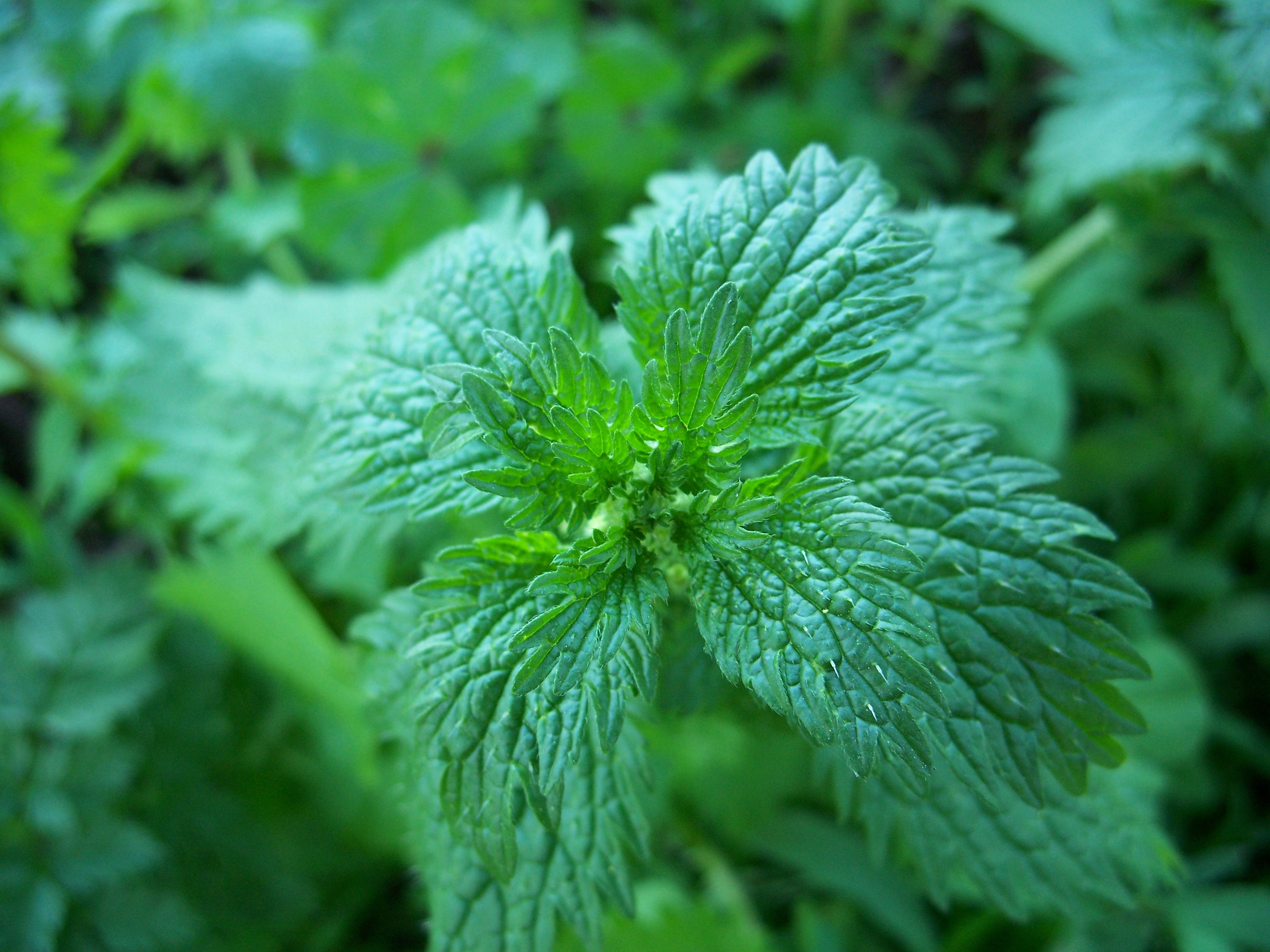 Urtica urens-2