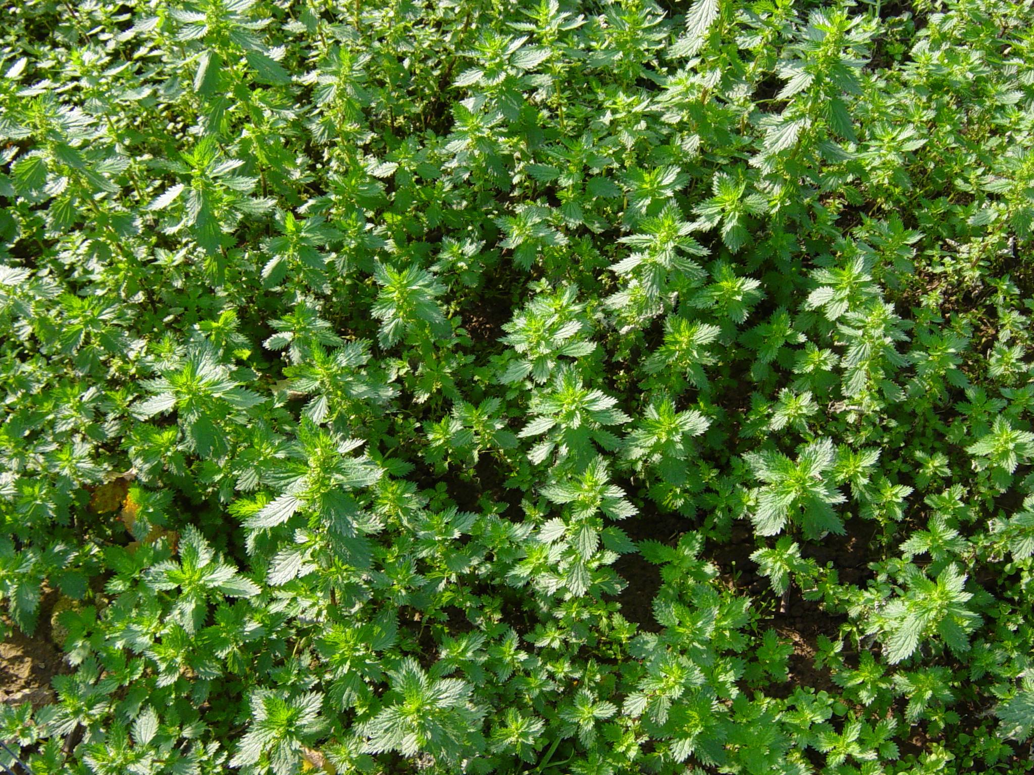 Urtica urens 2 IP