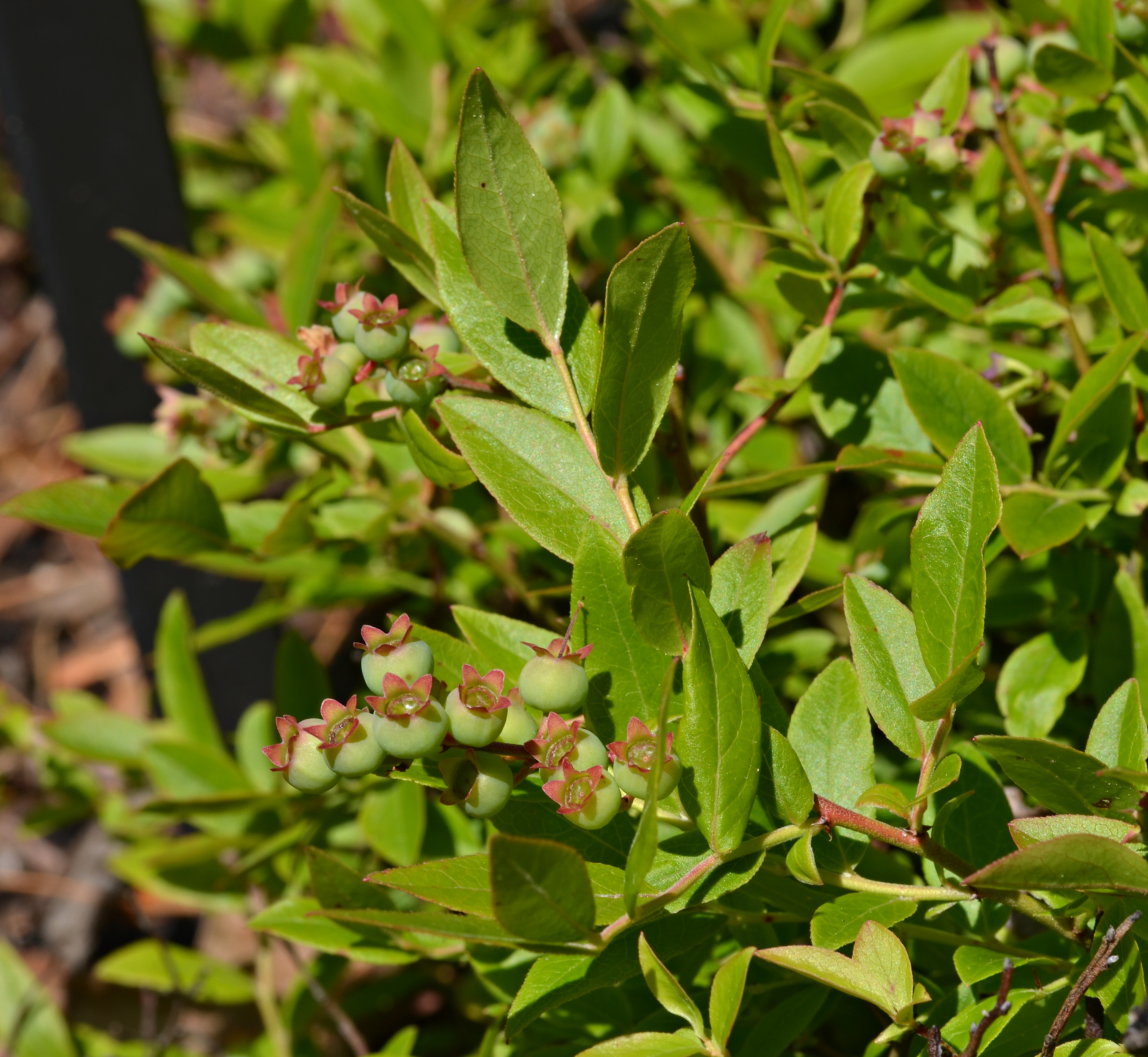 Vaccinium 'Pink Lemonade' Berry