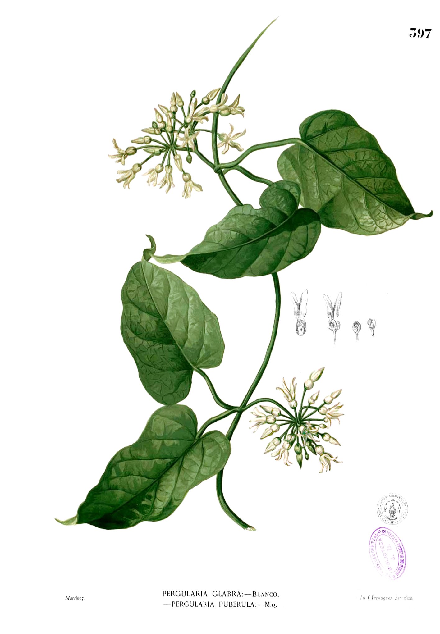 Vallaris glabra Blanco2.397