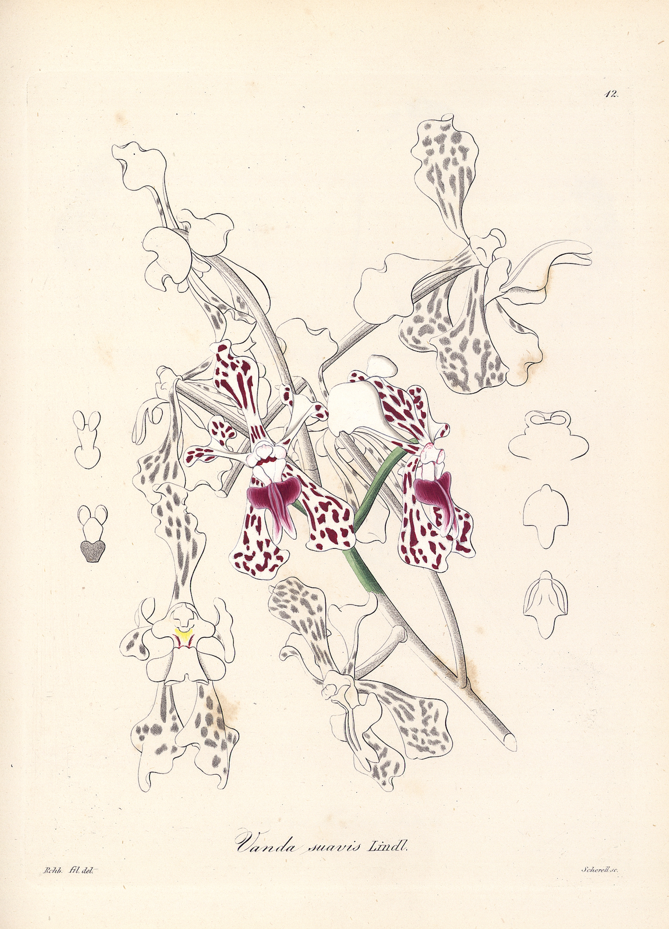 Vanda tricolor Ill