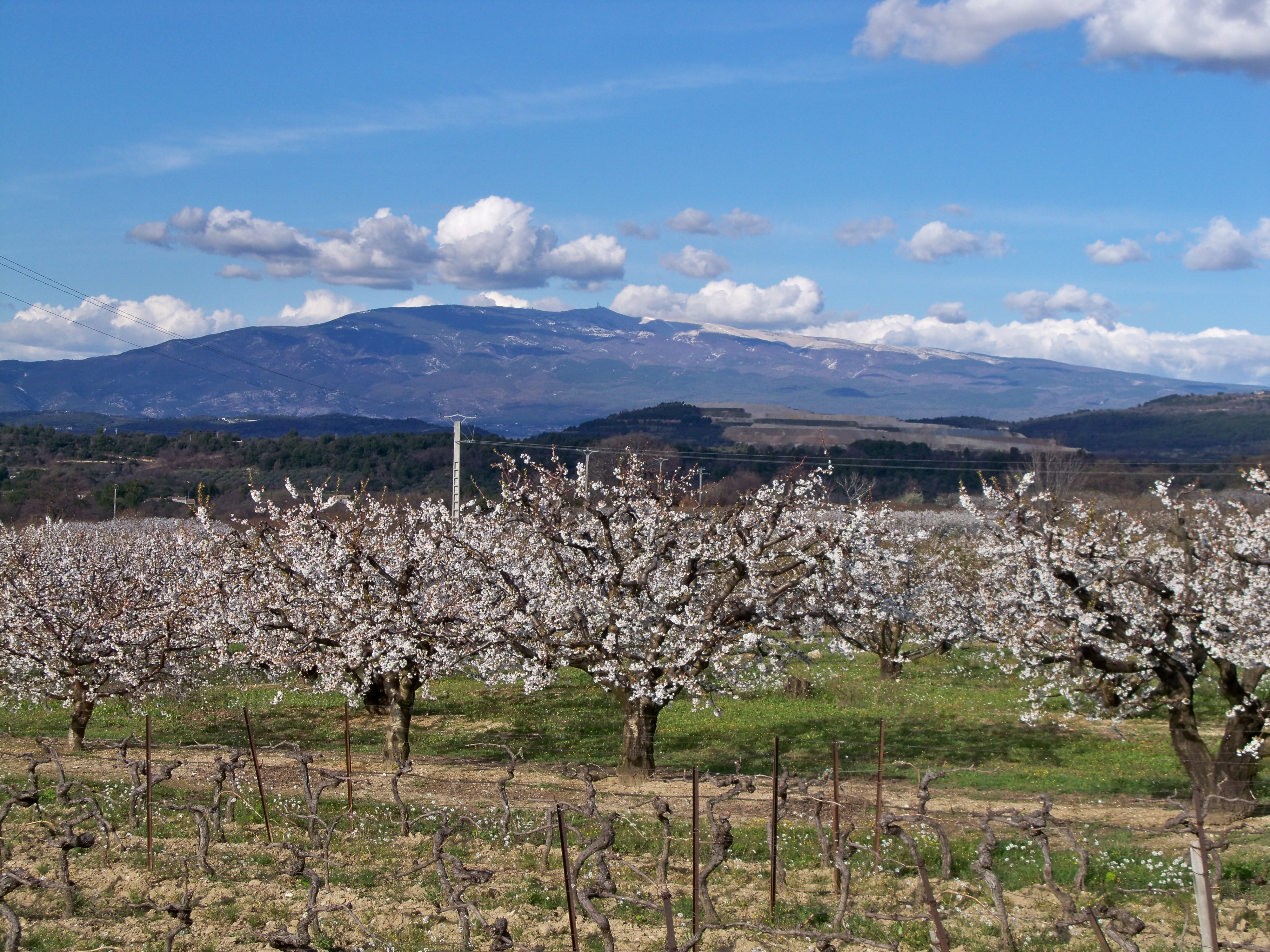 Ventoux et cerisiers