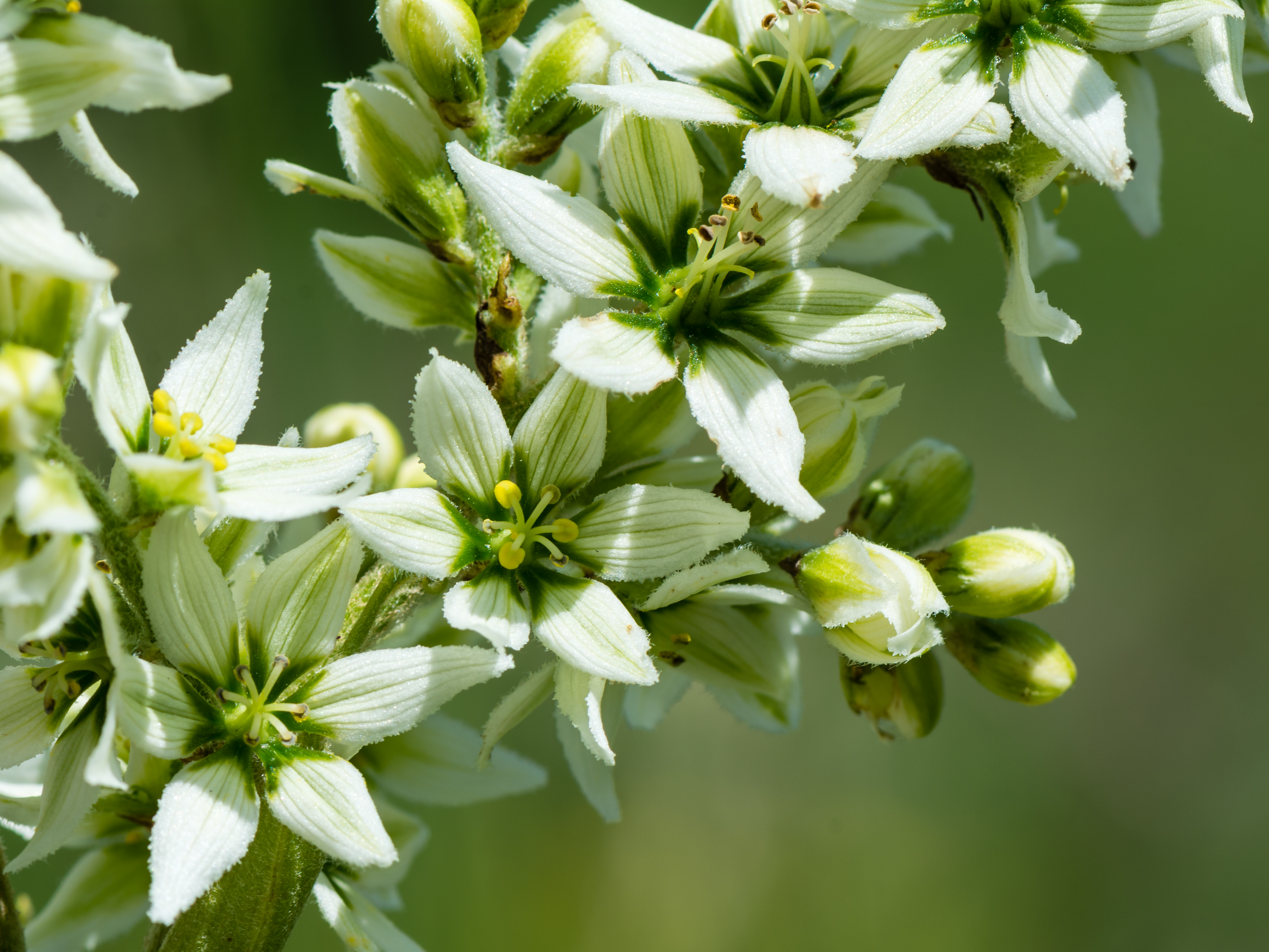 Veratrum album Mitterbach 01