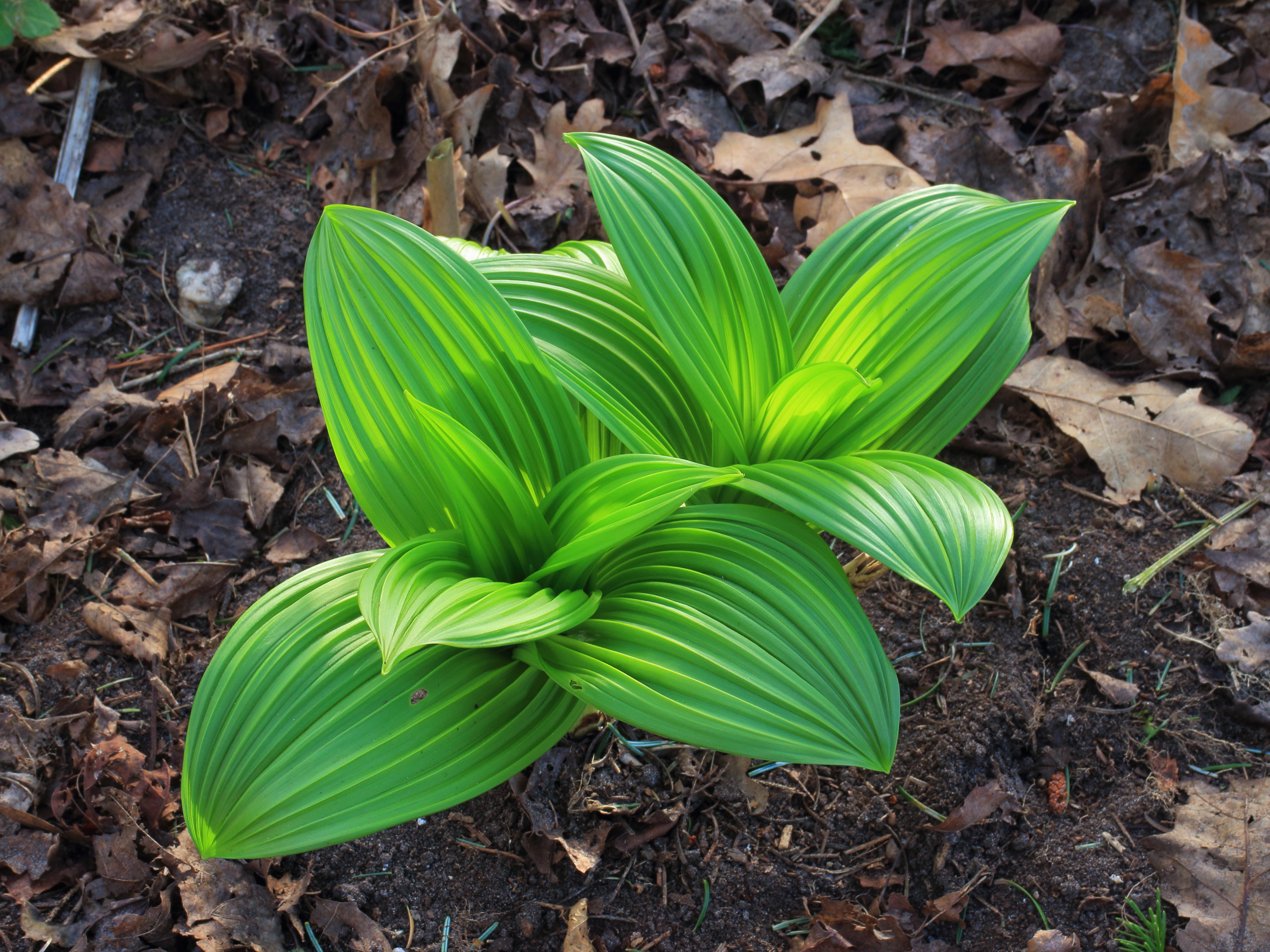 Veratrum nigrum