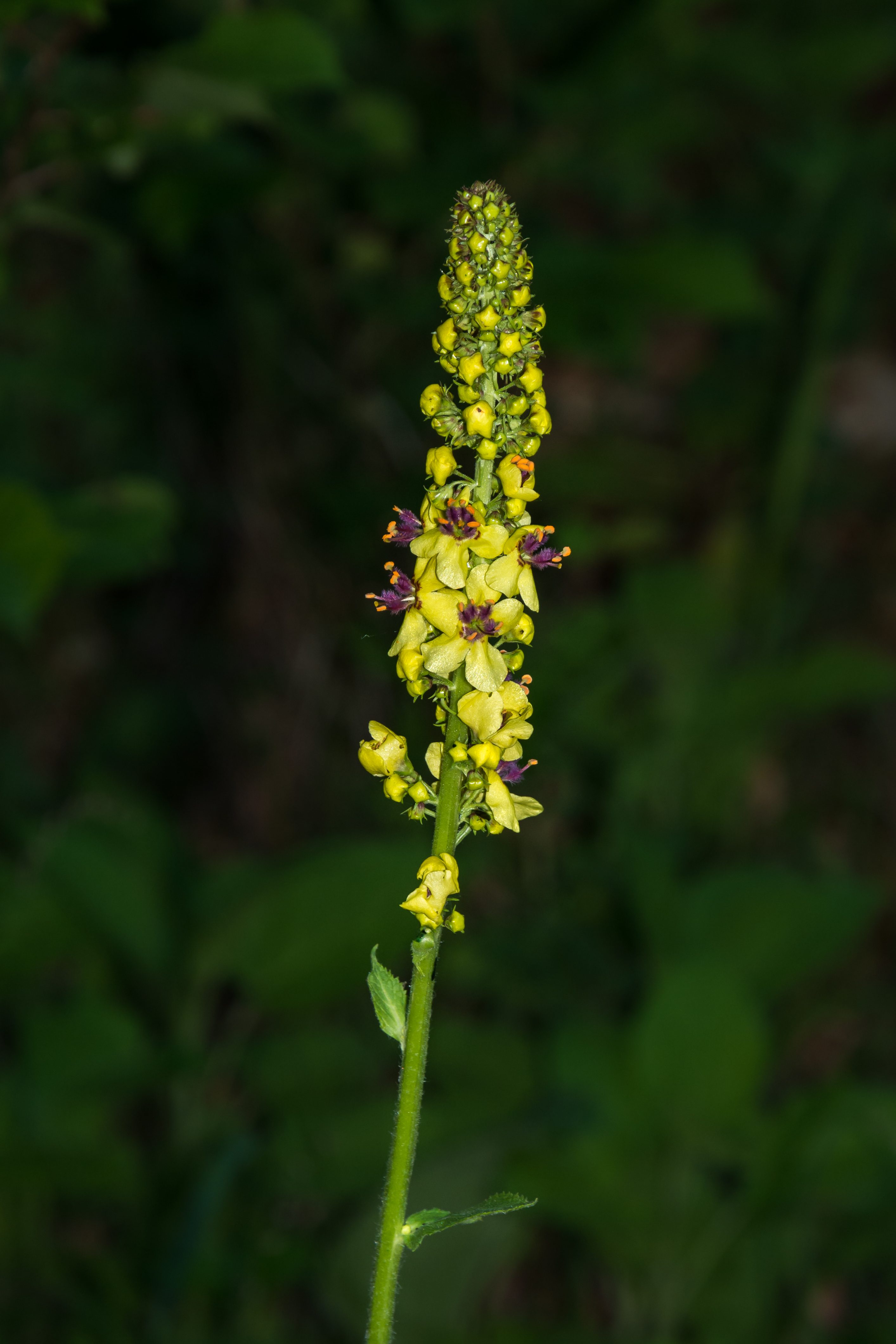 Verbascum alpinum Wörschach 01