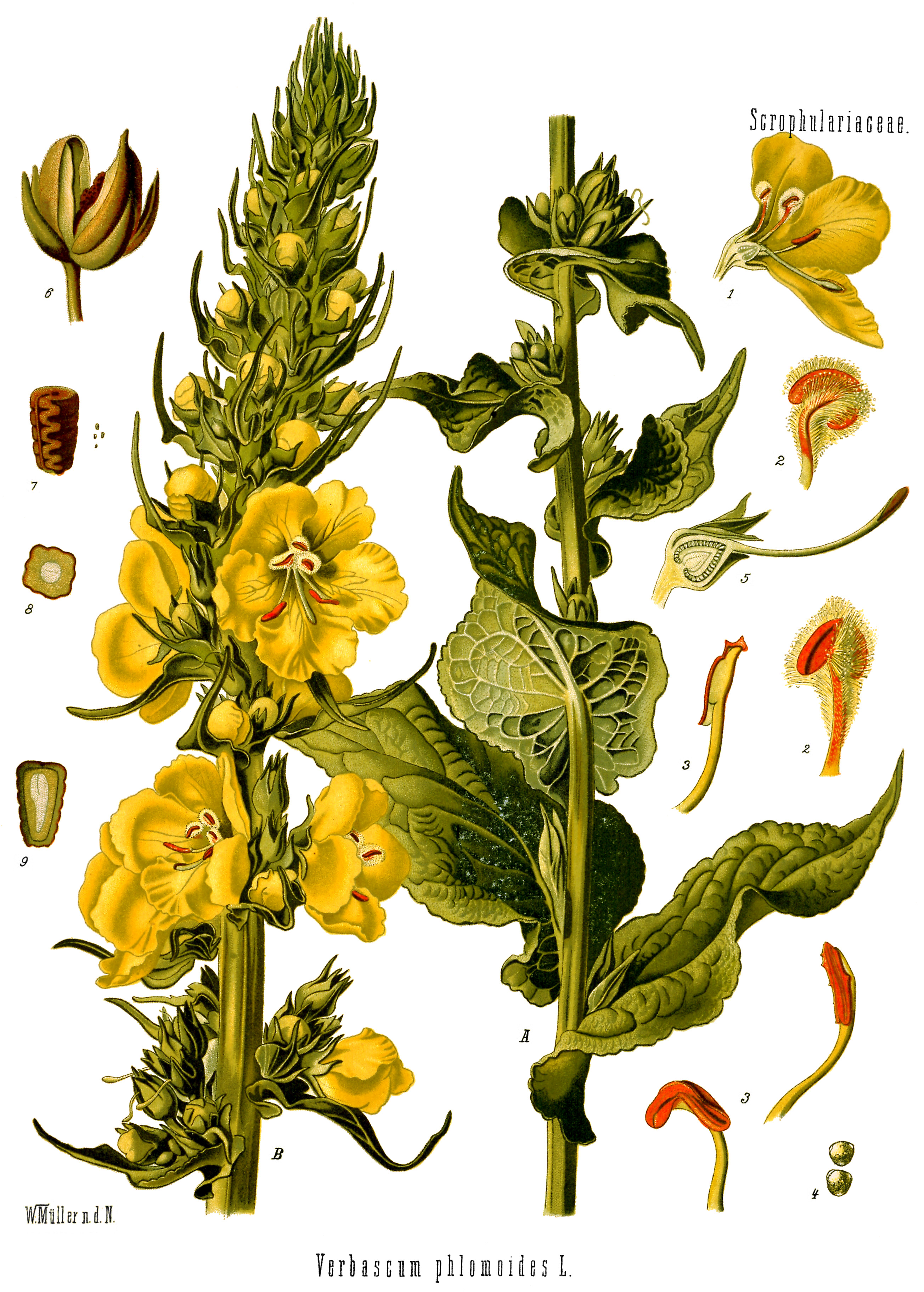 Verbascum phlomoides - Köhler–s Medizinal-Pflanzen-144 0325-caps