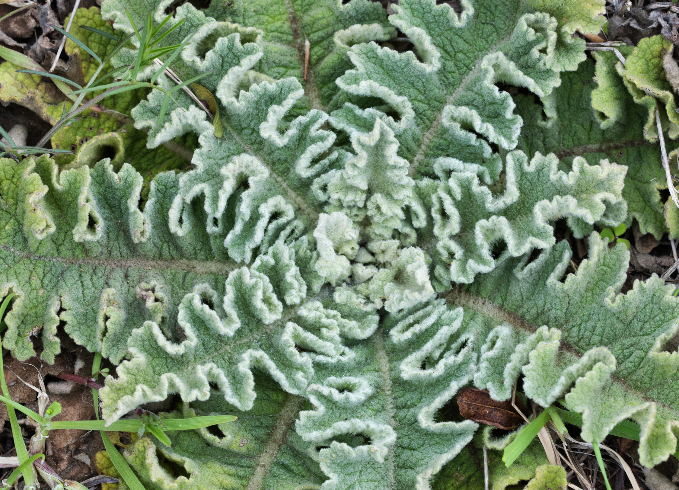 Verbascum sp.