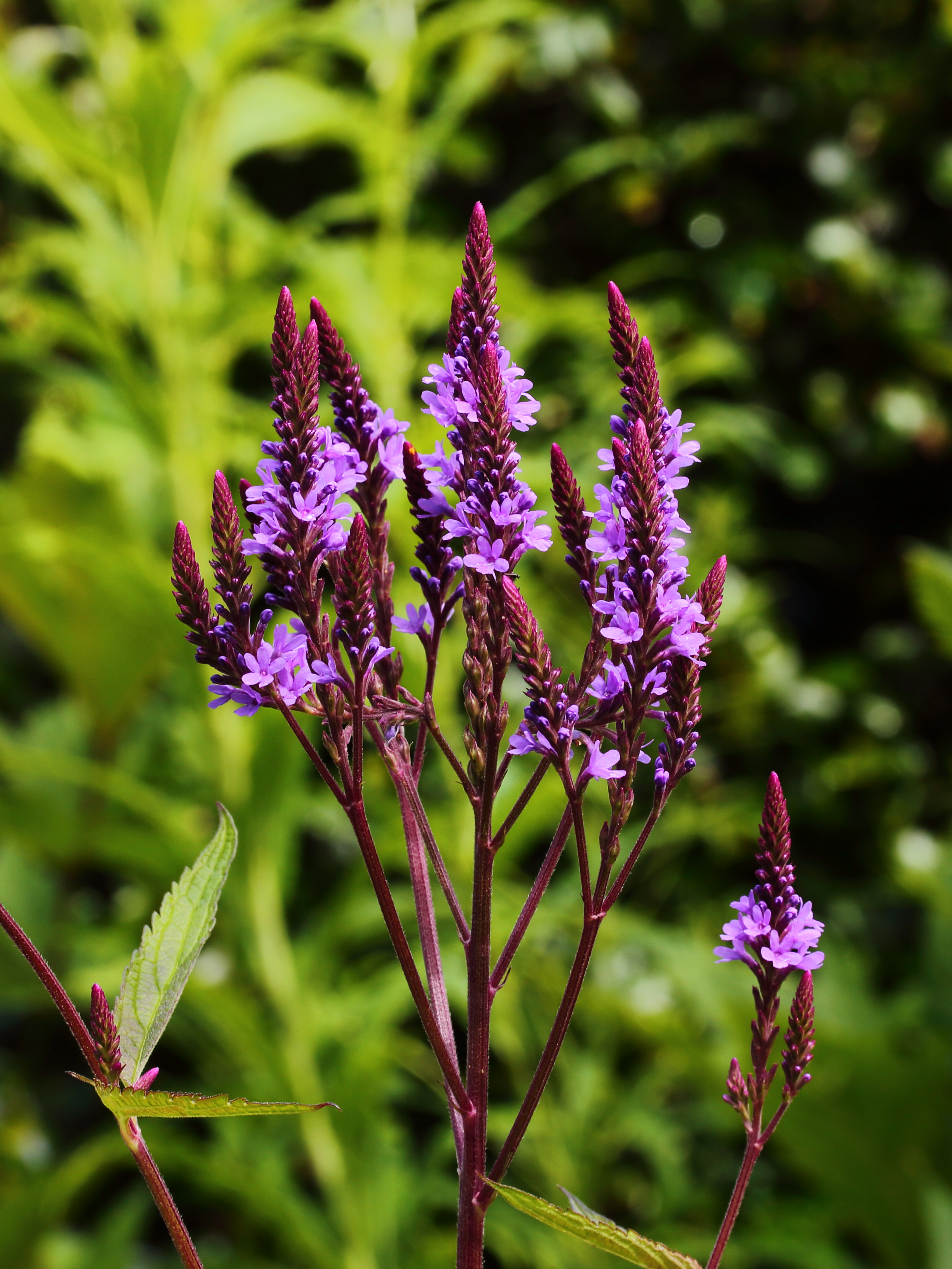 Verbena hastata 'Rosea'