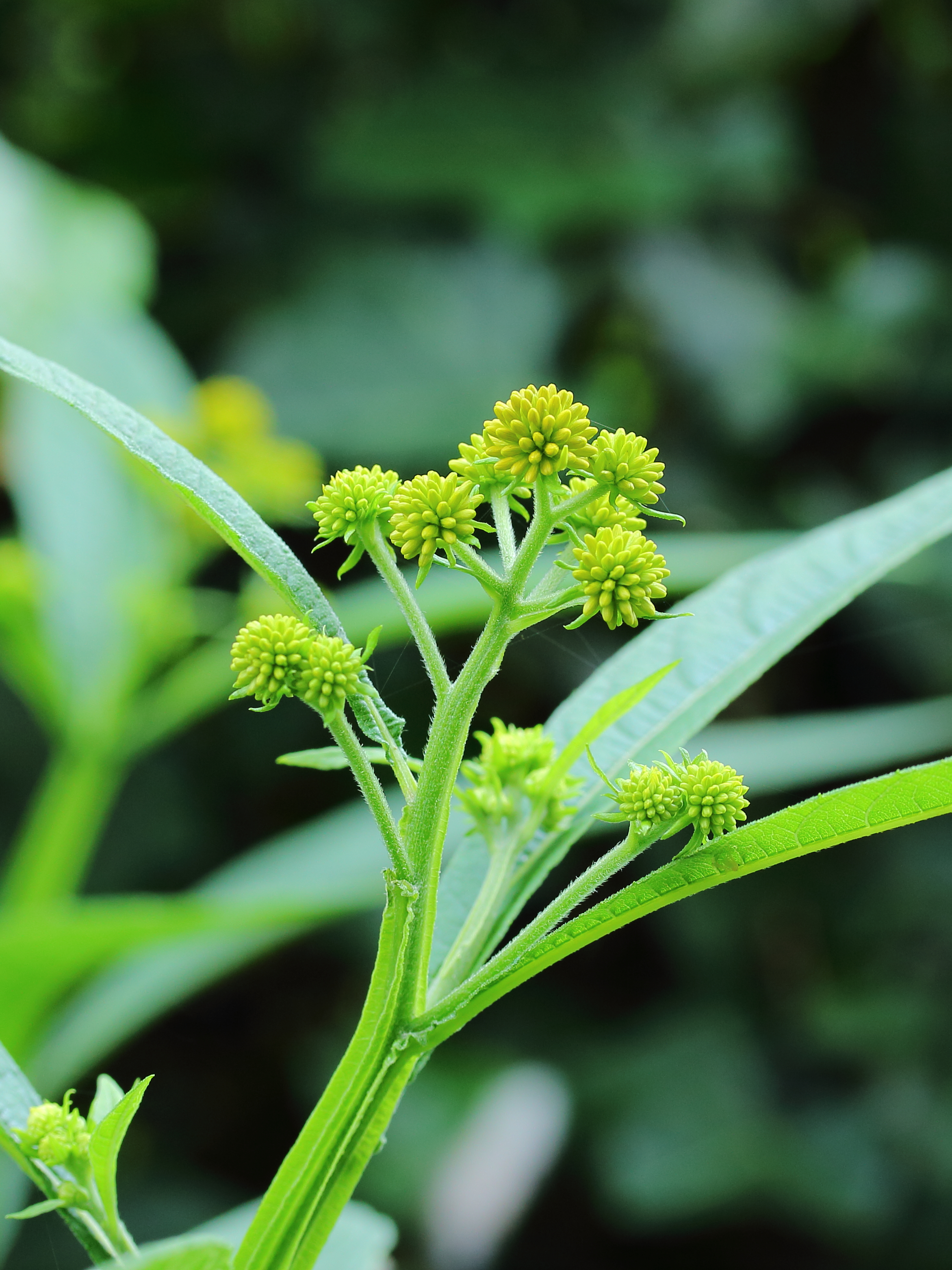 Verbesina alternifolia